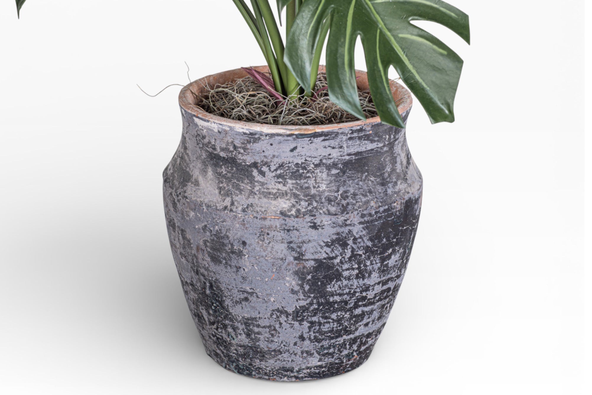 8" Titan Pot with Monstera Arrangement AR1383