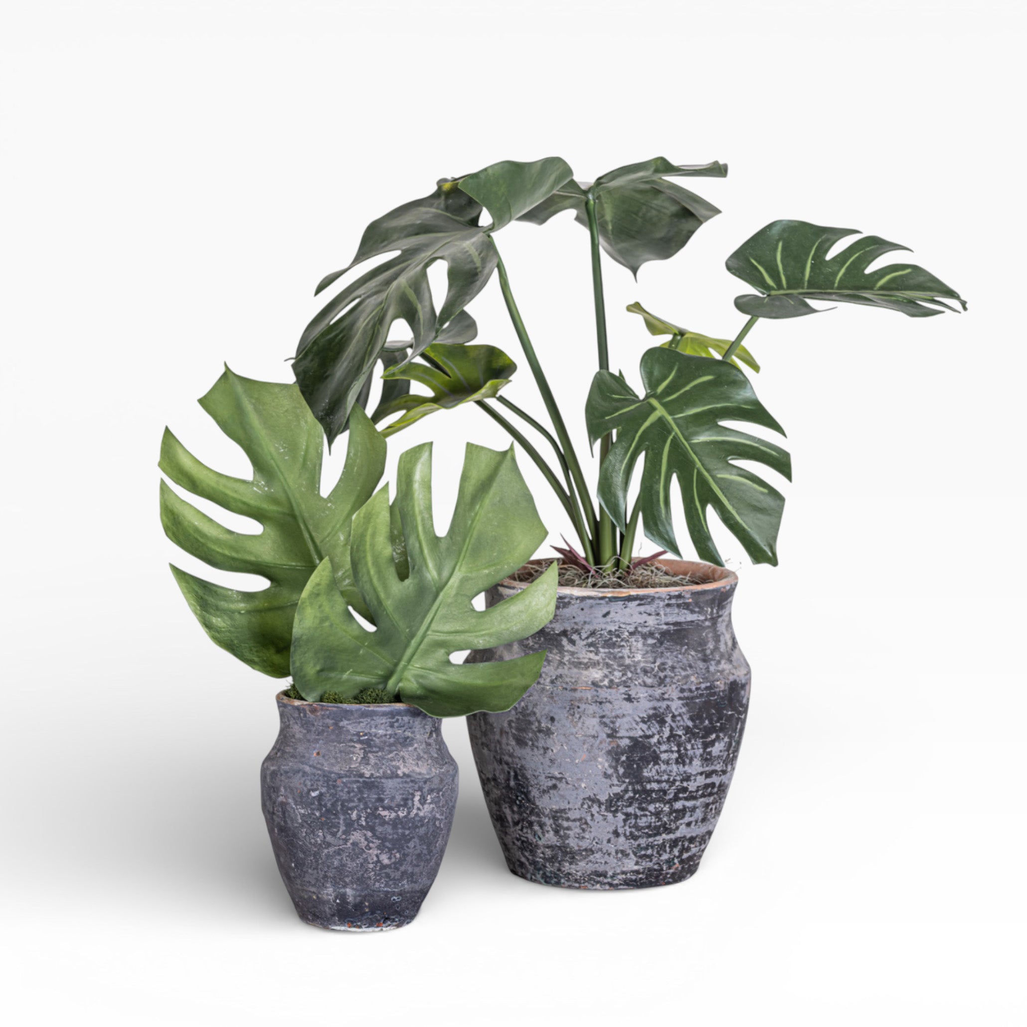 8" Titan Pot with Monstera Arrangement AR1383