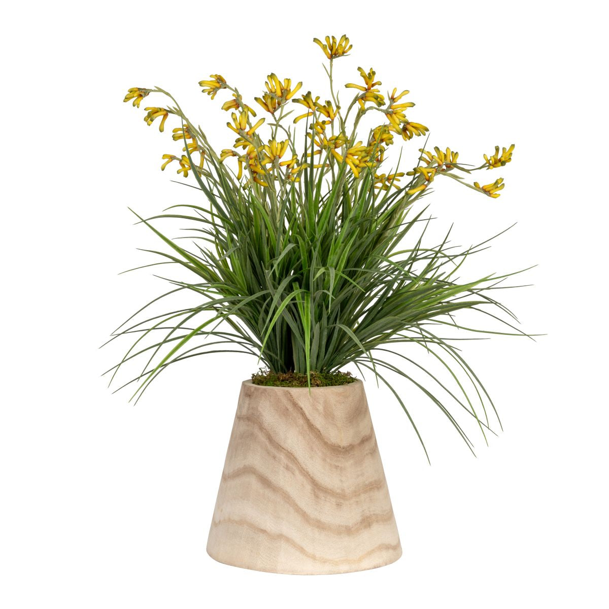 12" Sedona Tapered Wood Pot with Kangaroo Paw Arrangement   AR1838