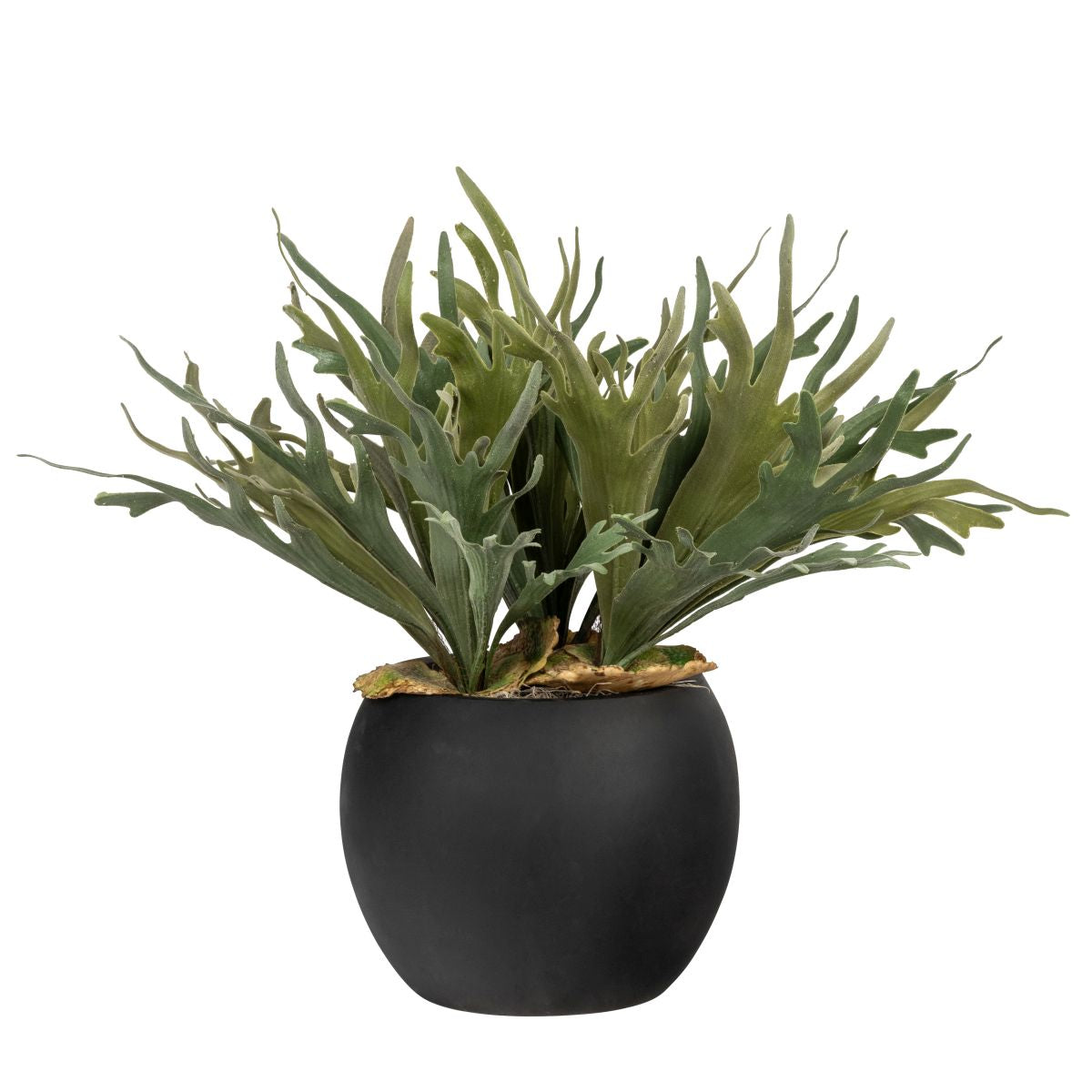 12" Black Teddy Pot with Staghorn Ferns   AR1842