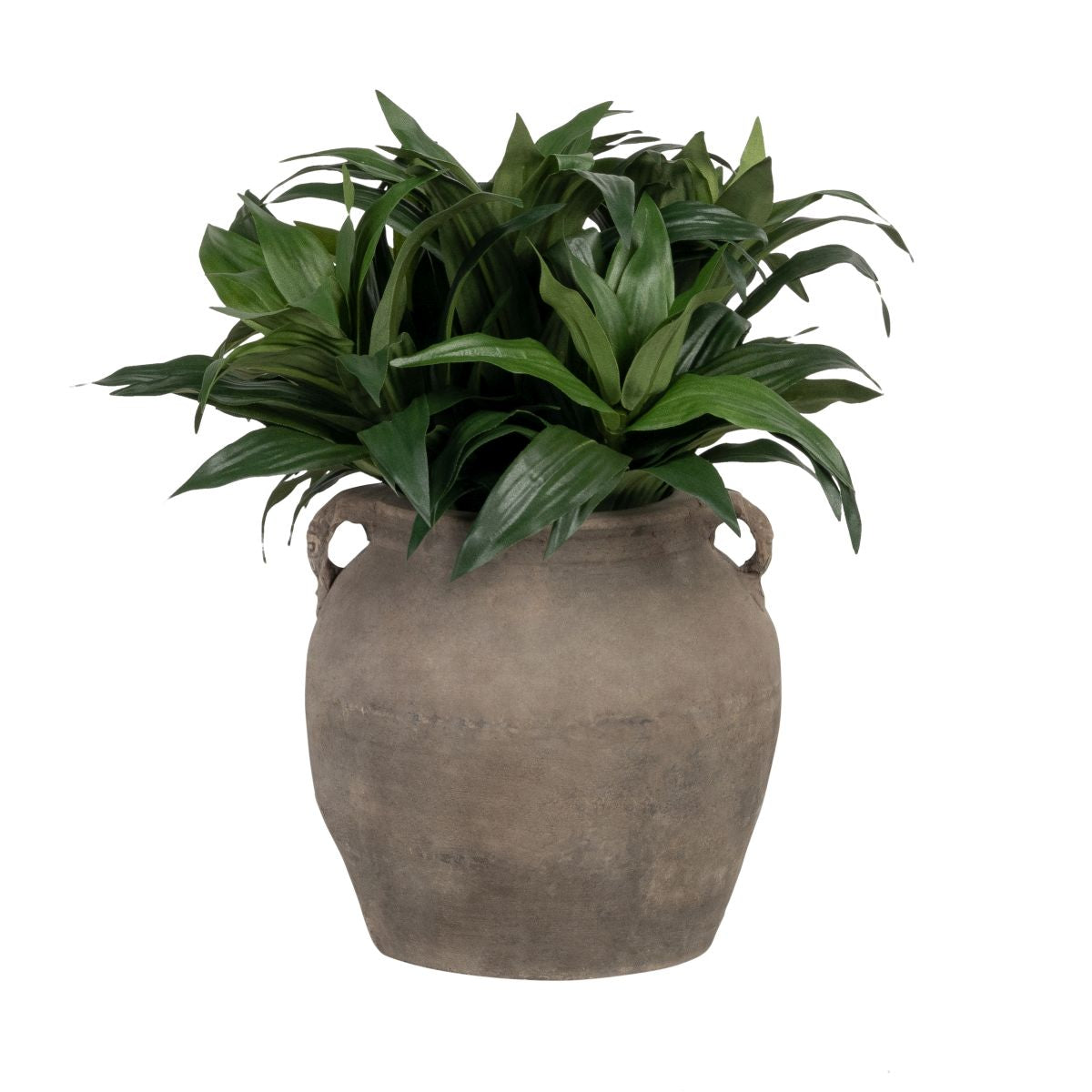 Vintage Clay Pot with Potted Dracaena Bush   AR1857