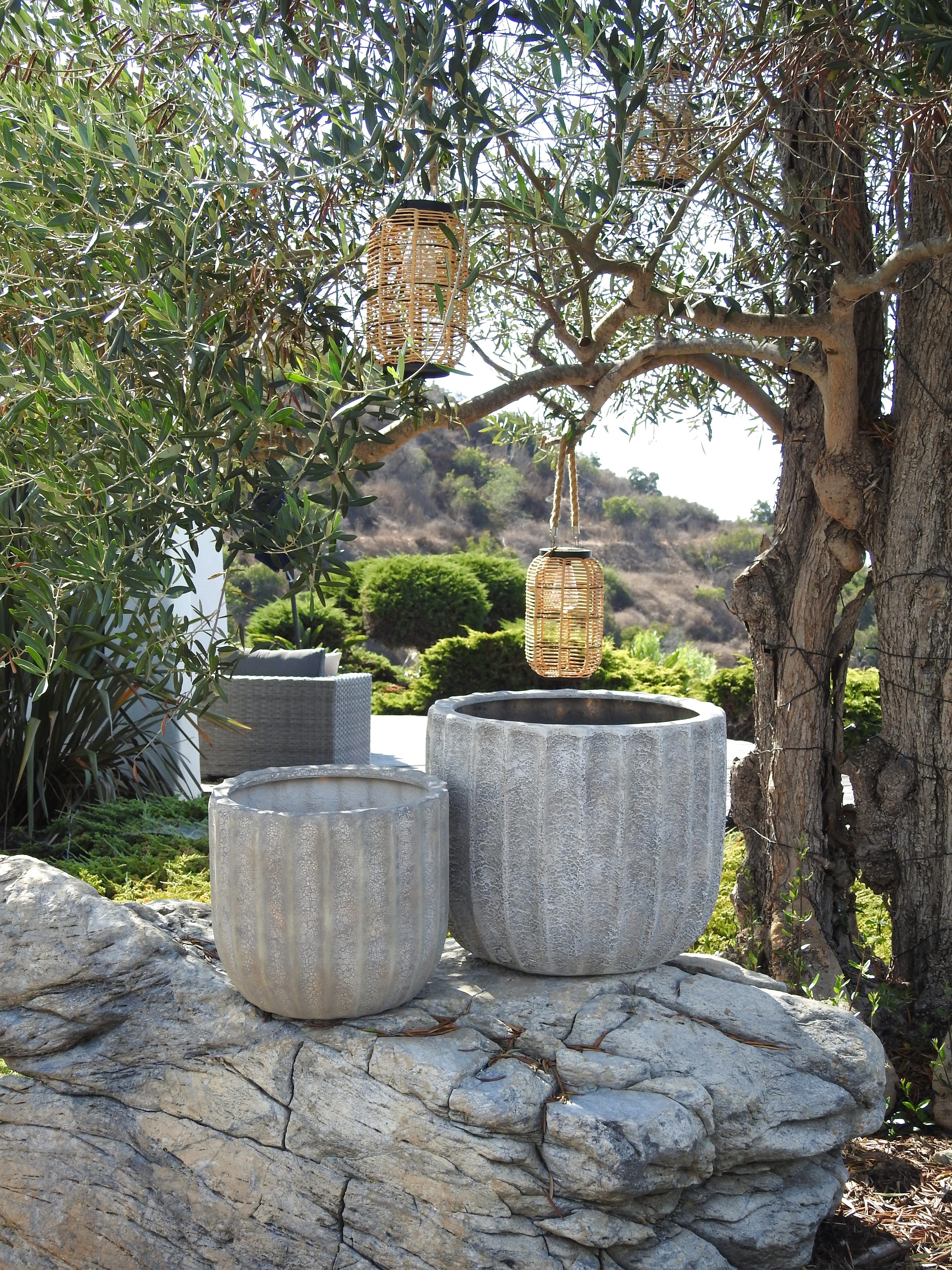 7' Olive Tree FP1141