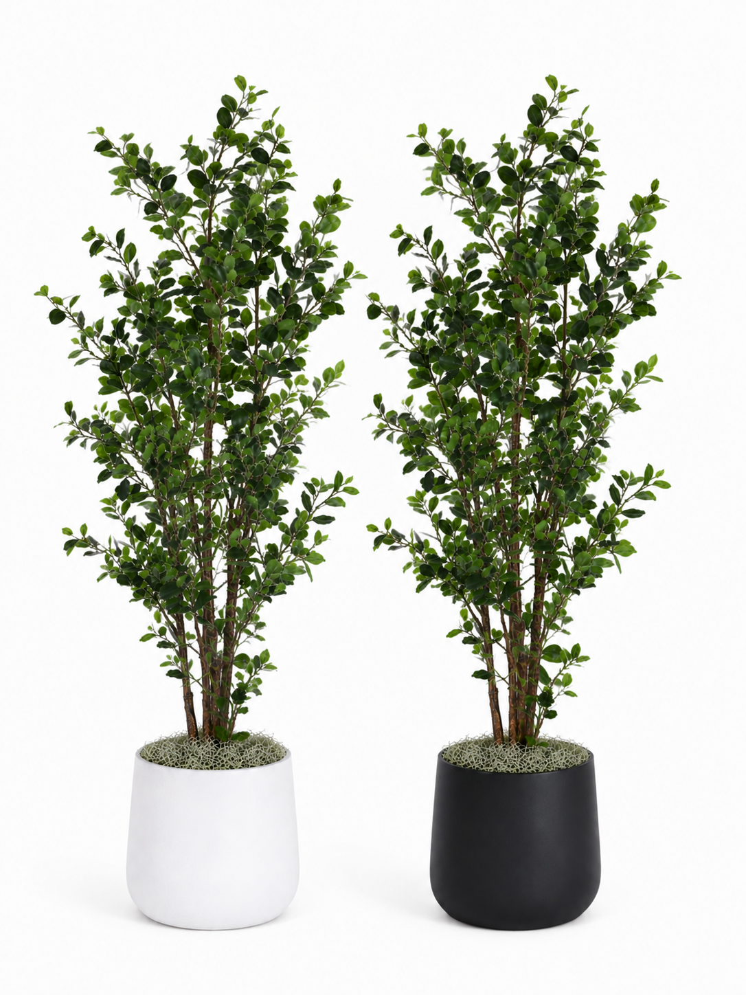 8' Ficus Tree in Cooper Planter Large    PC1082