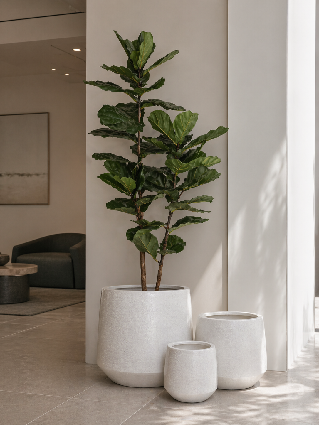 6' Fiddle Leaf Fig Tree in Aiden Planter PC1405CN1423LG