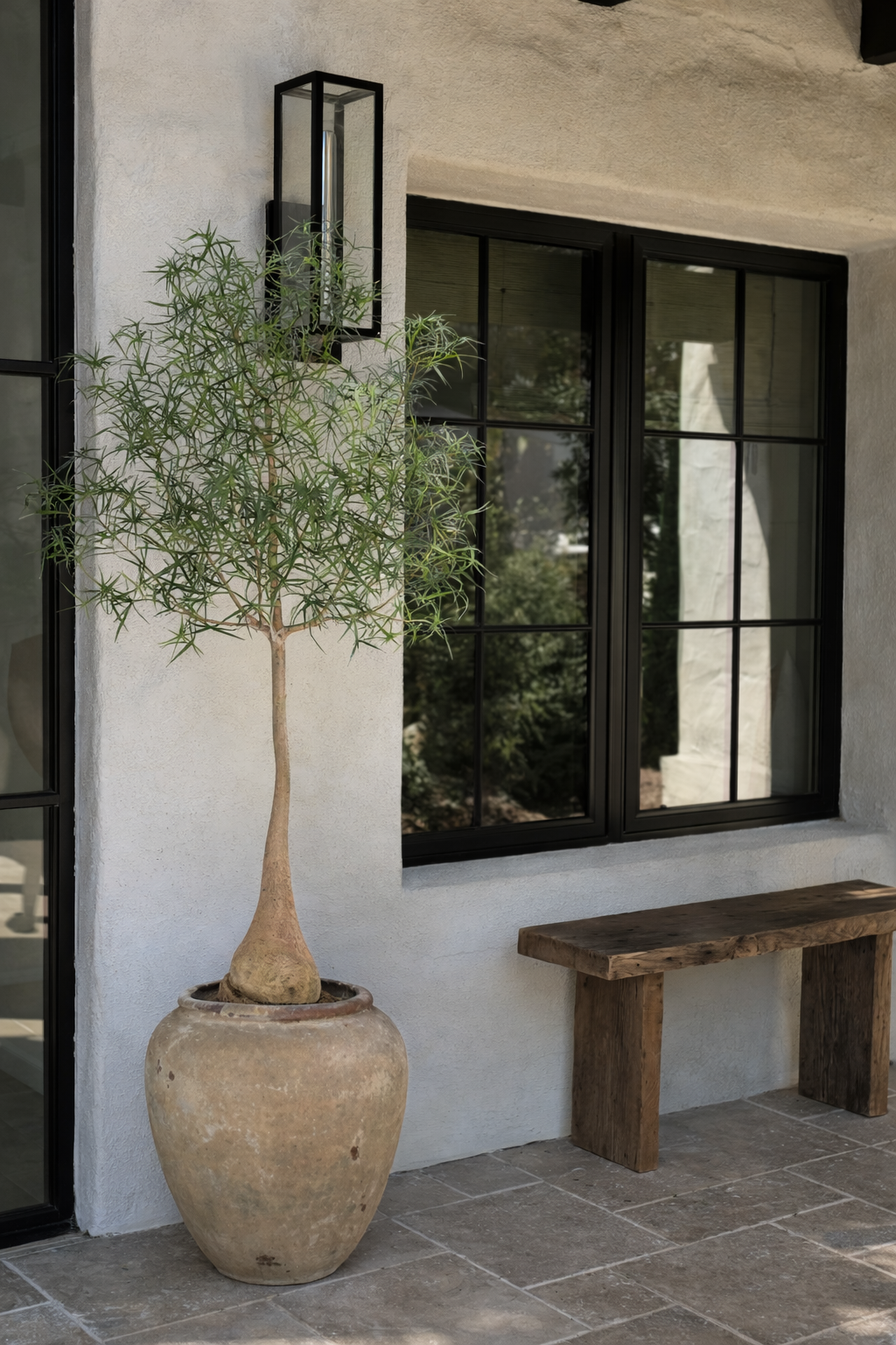 7' Queensland Bottle Tree     FP1436