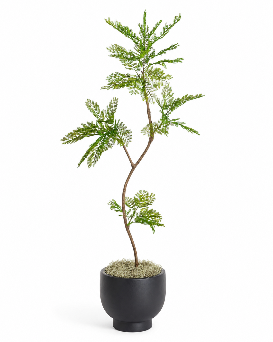 7.5' Mimosa Tree in Black Mack Compote Planter with Spanish Moss