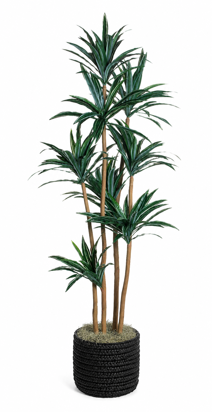8' Dracaena Plant in Black Basket with Spanish Moss