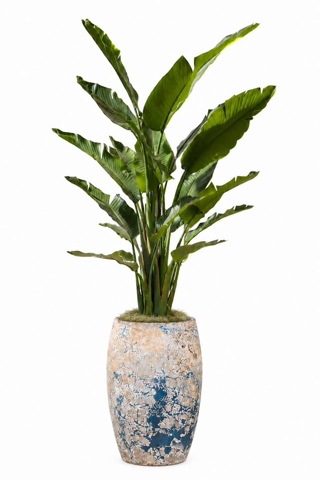6' Bird of Paradise in Argos Planter PC1468CN1373SM