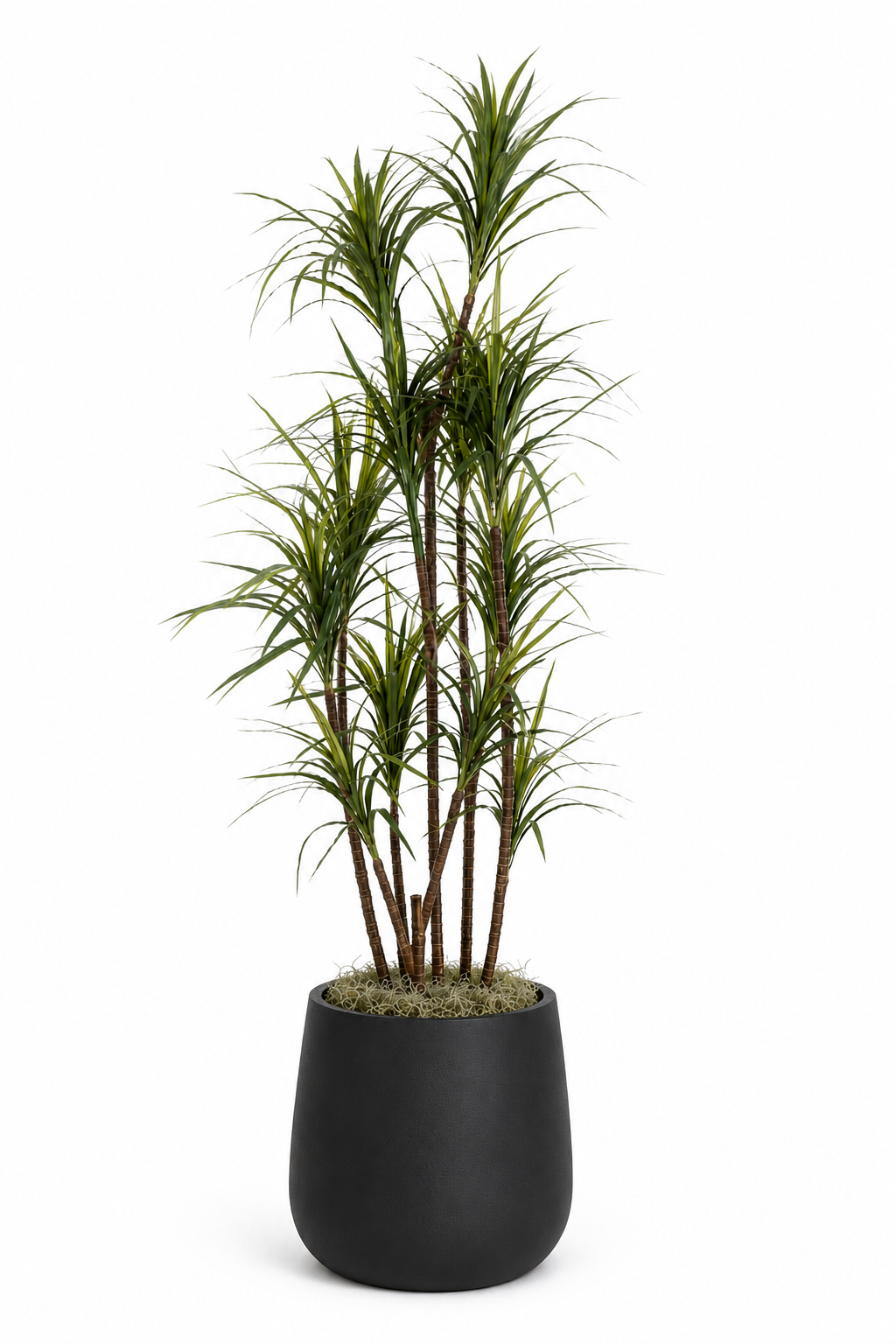 7.5' Dracaena in Large Cooper Planter
