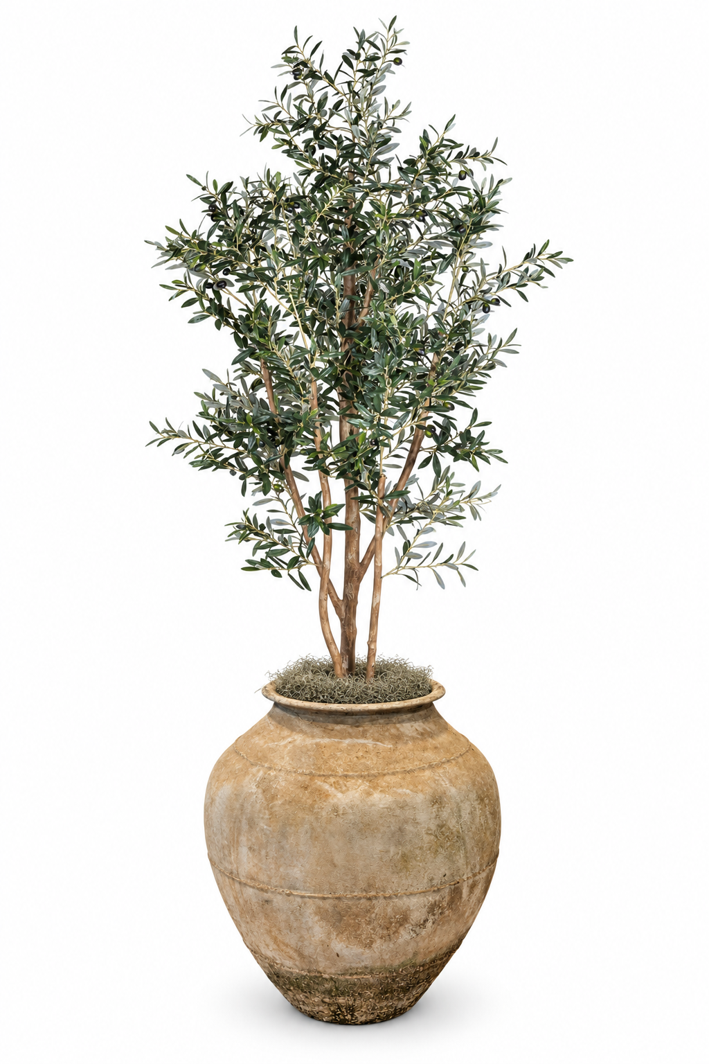 8' Olive Tree in Suka Planter | PC1141CN1553