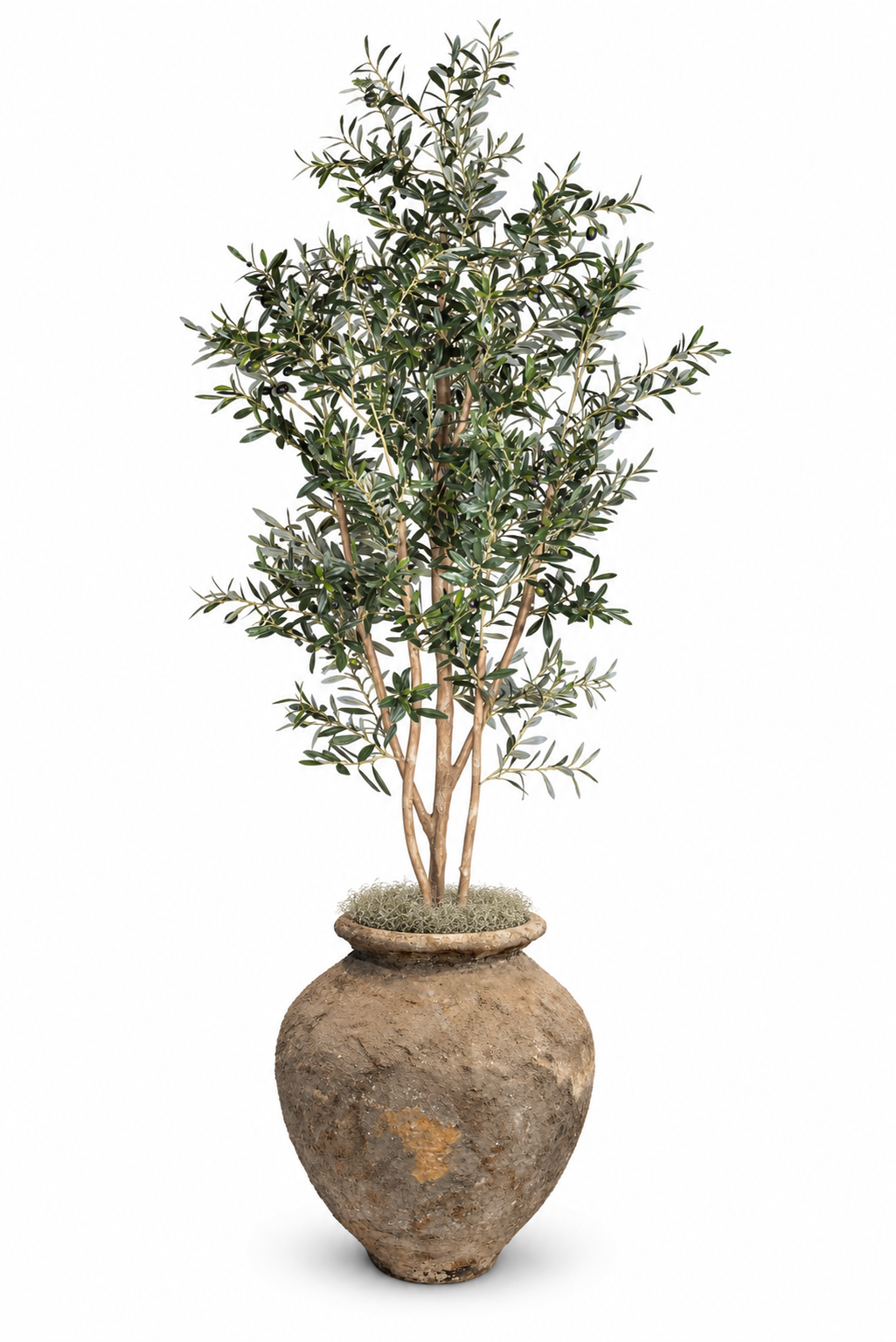8' Olive Tree in Nusa Planter | PC1141CN1548