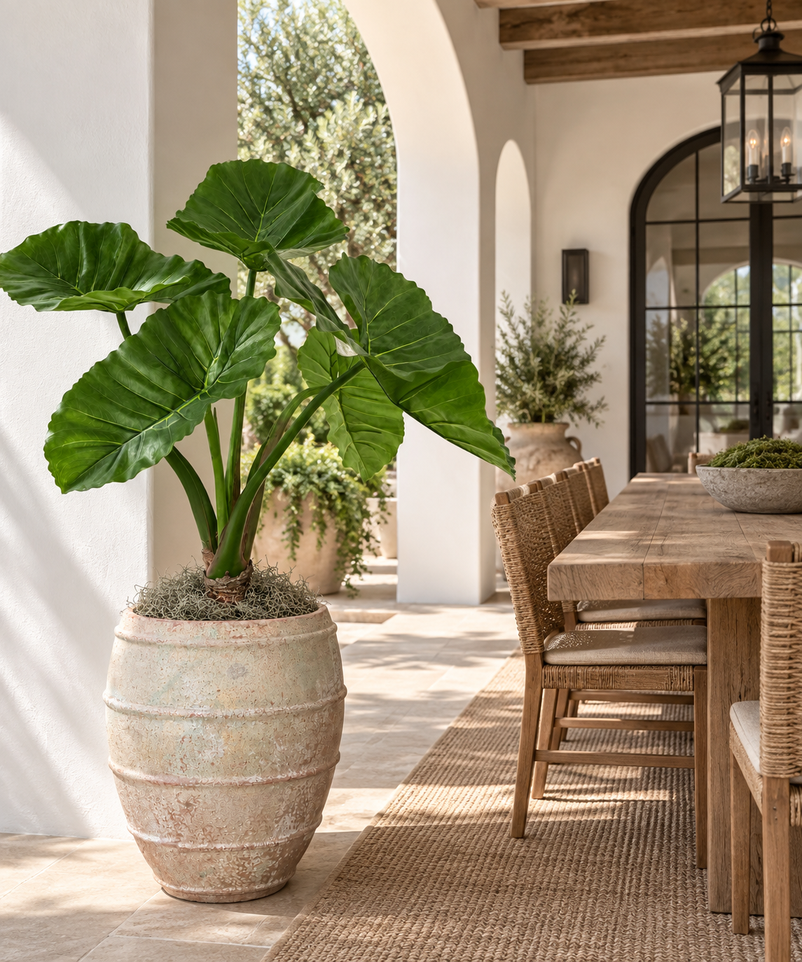 4' Taro Plant in Zara Planter | PC1441CN1400SM