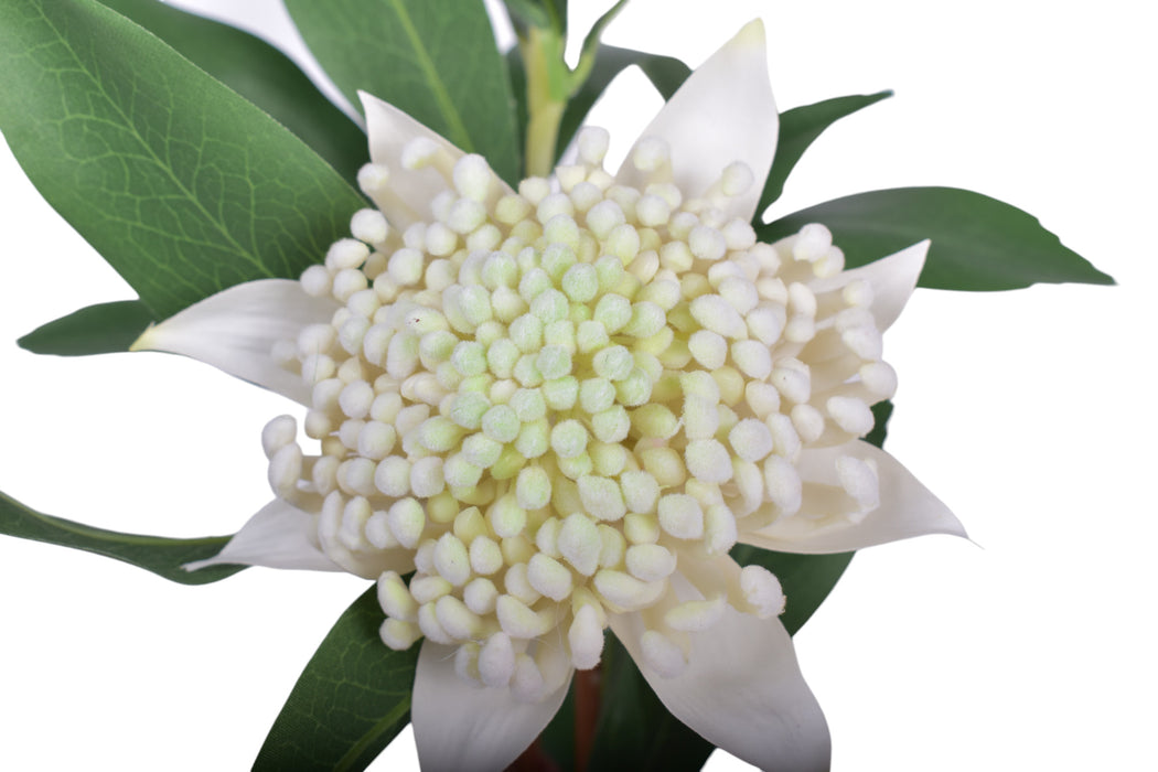 34" Waratah Flower-White UV Treated     FL1053UV