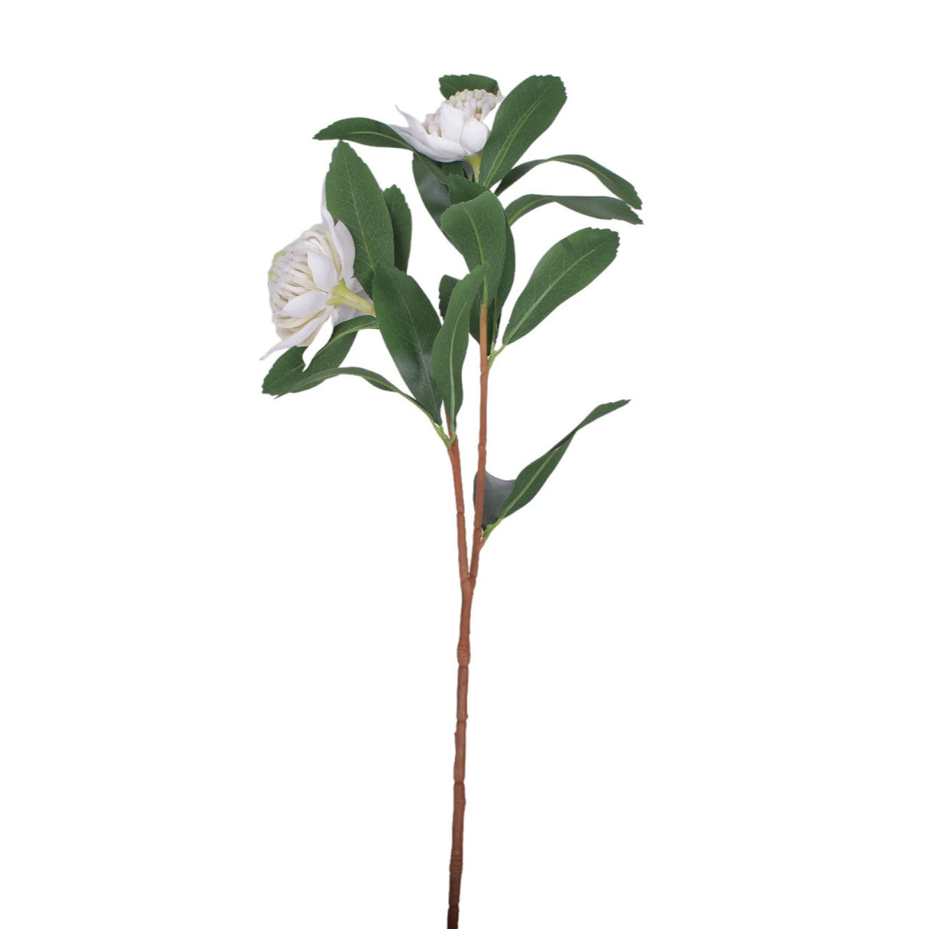 34" Waratah Flower-White UV Treated     FL1053UV