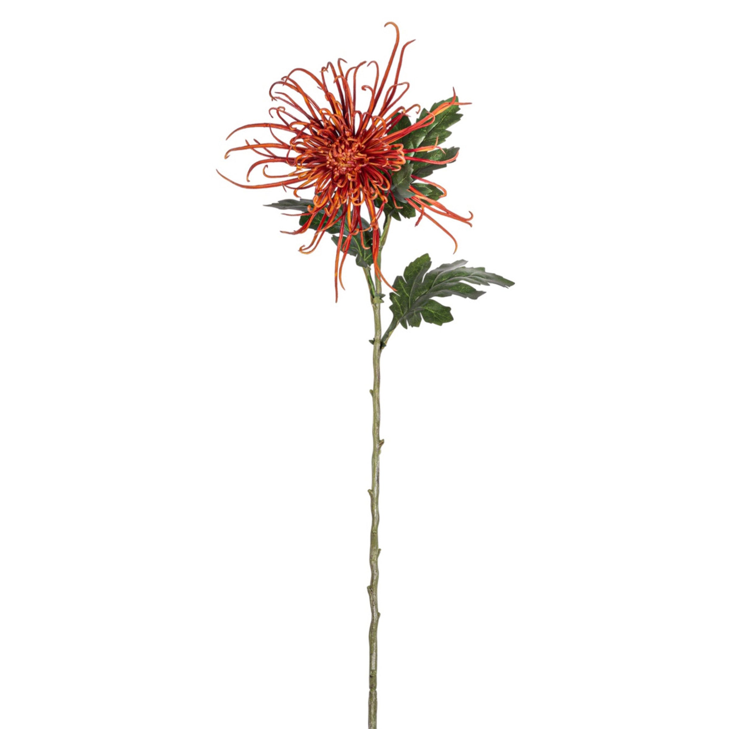 30" Spider Mum Stem - Red   FL1064
