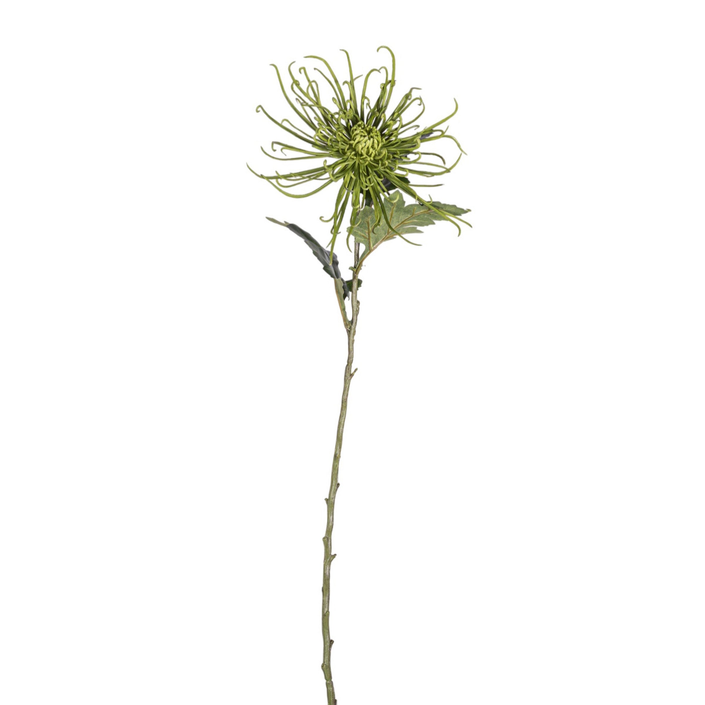 30" Spider Mum Stem - Green   FL1066