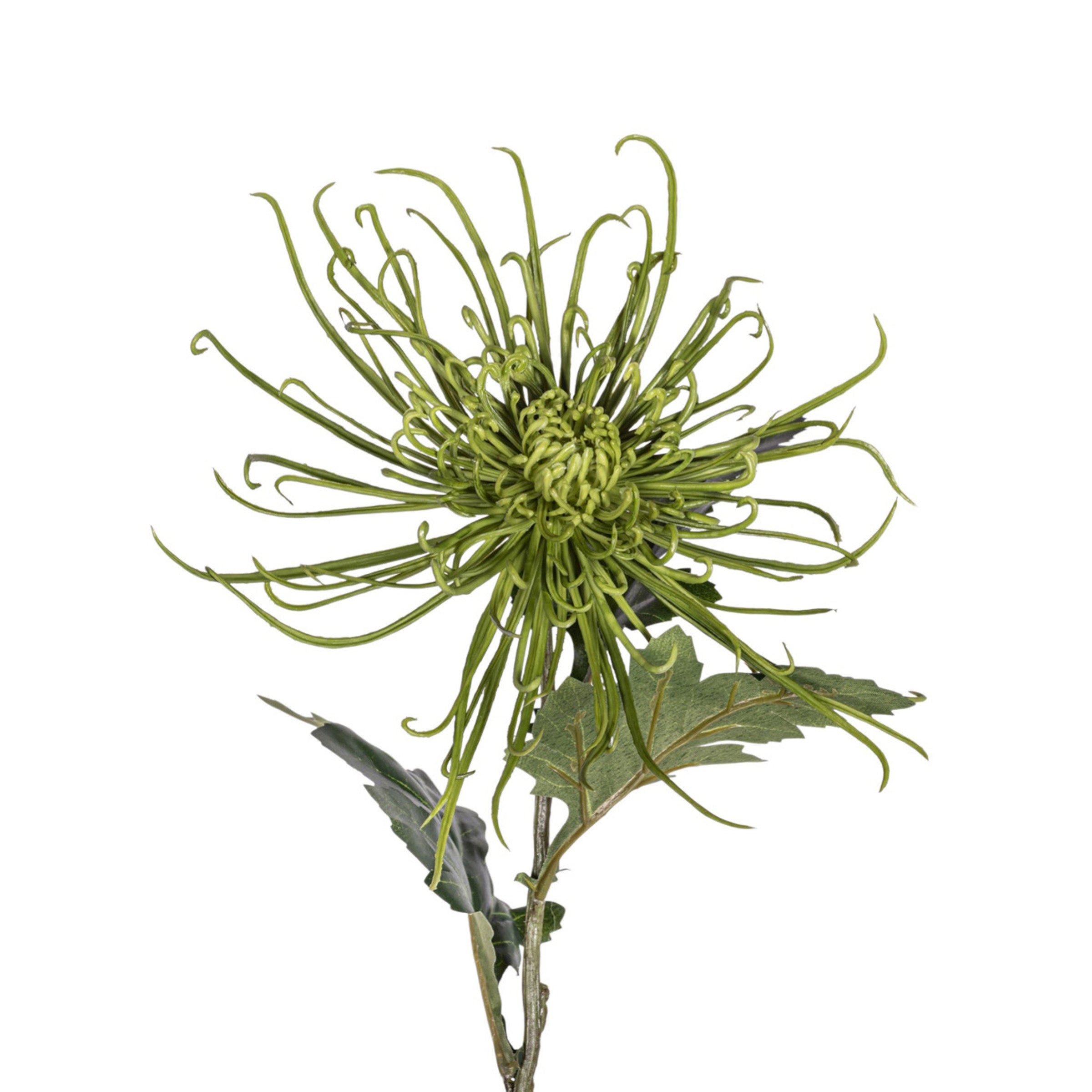 30" Spider Mum Stem - Green   FL1066