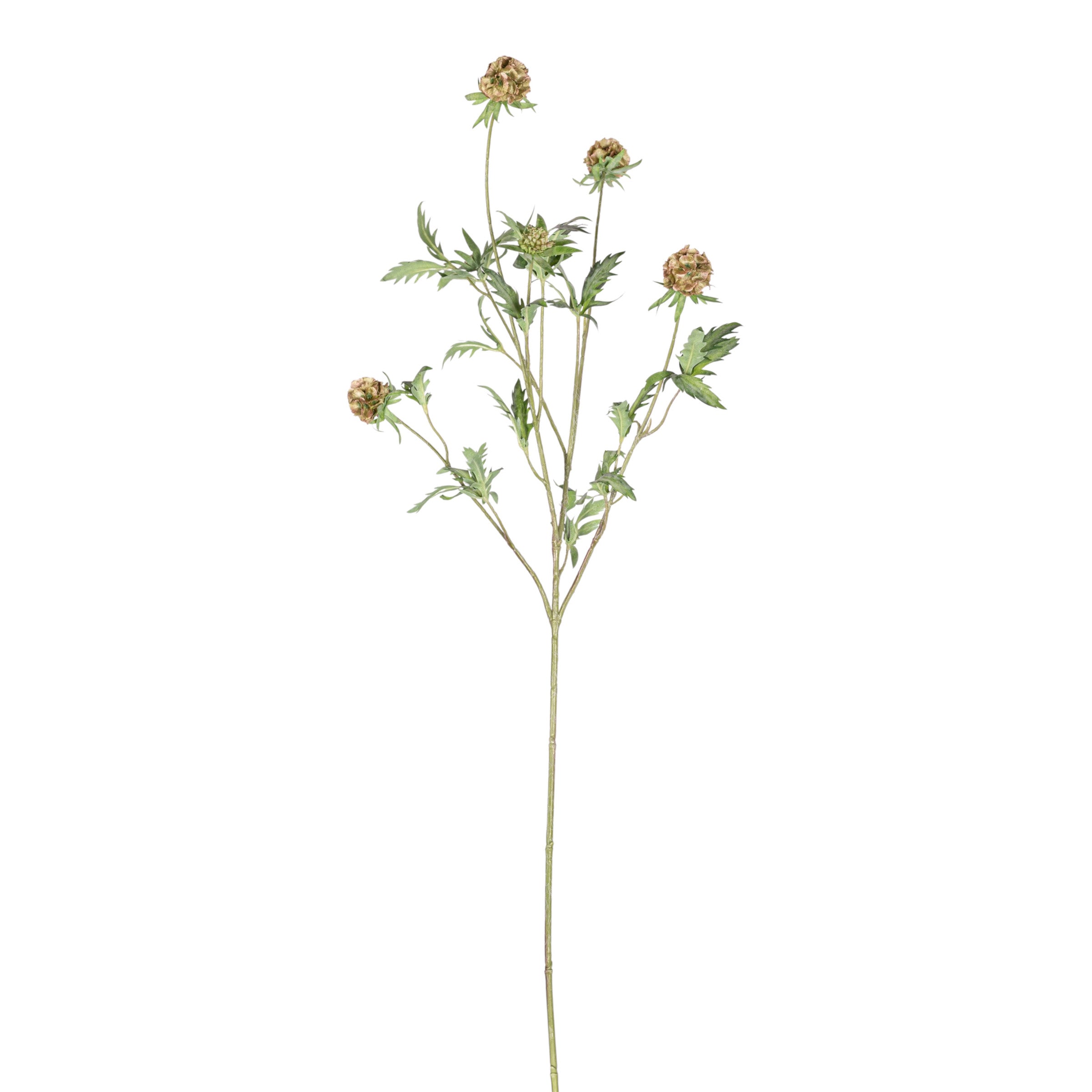 37" Scabiosa Pod Stem   FL1081