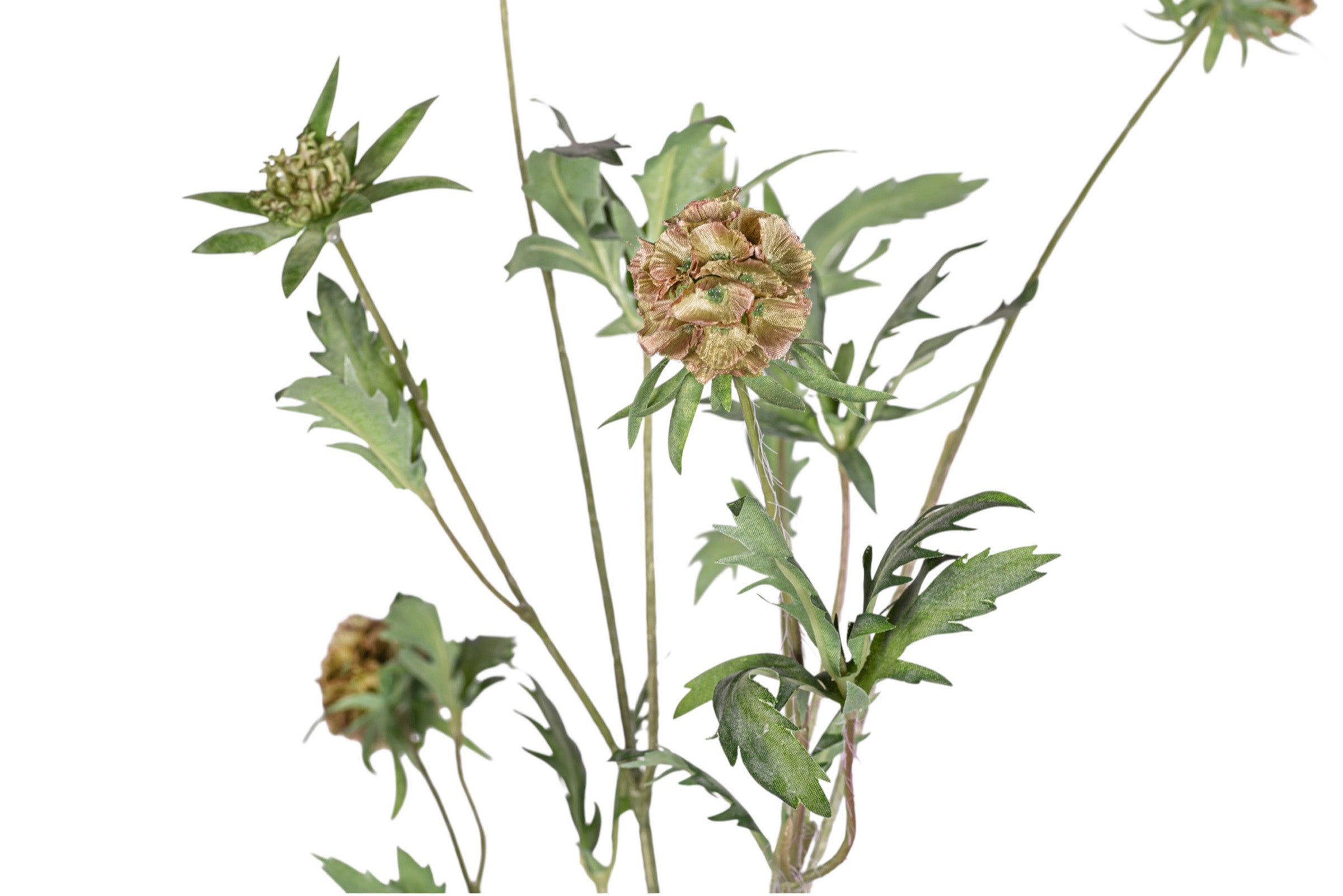 37" Scabiosa Pod Stem   FL1081