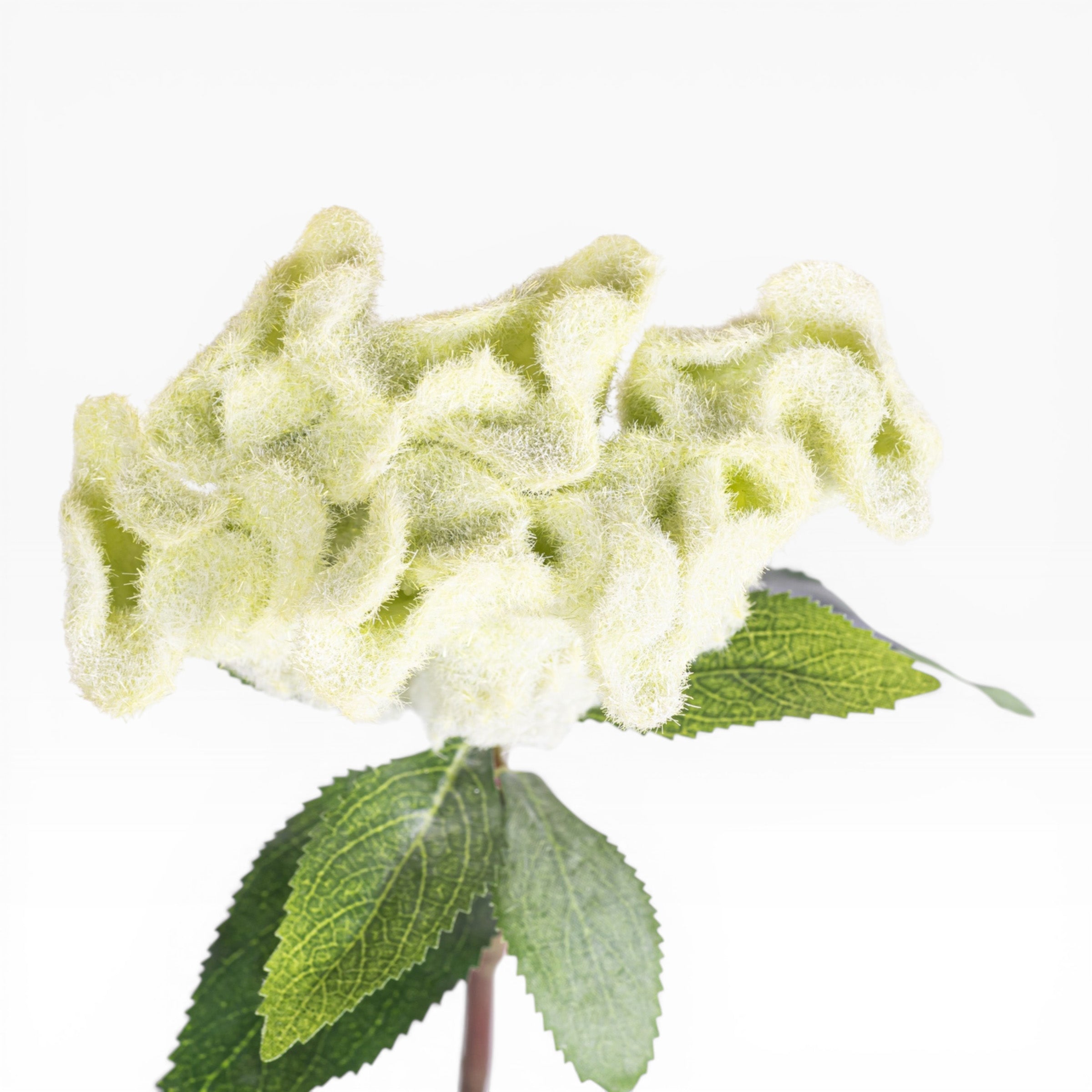 26" Celosia Stem  FL1084
