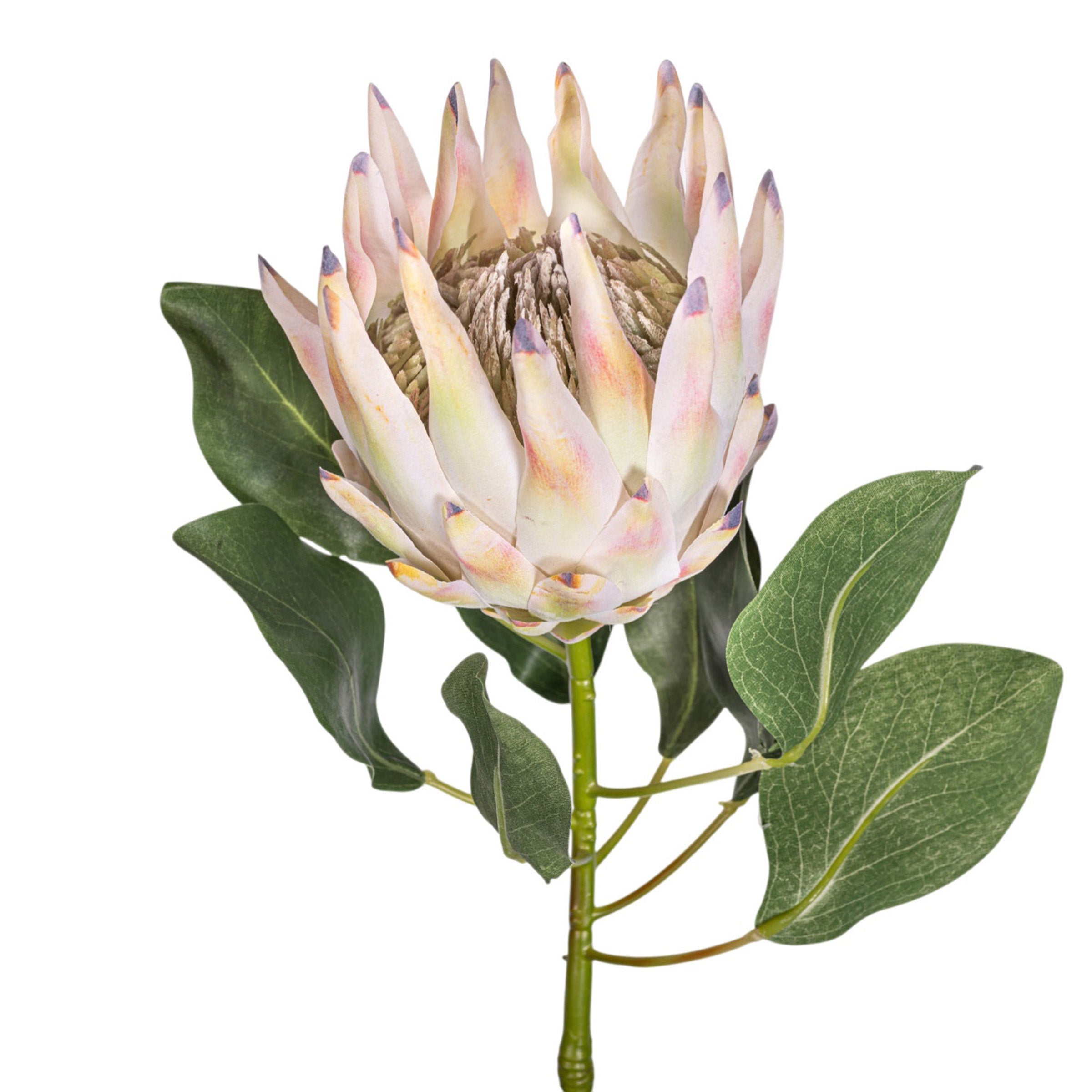 29" King Protea Stem   FL1090