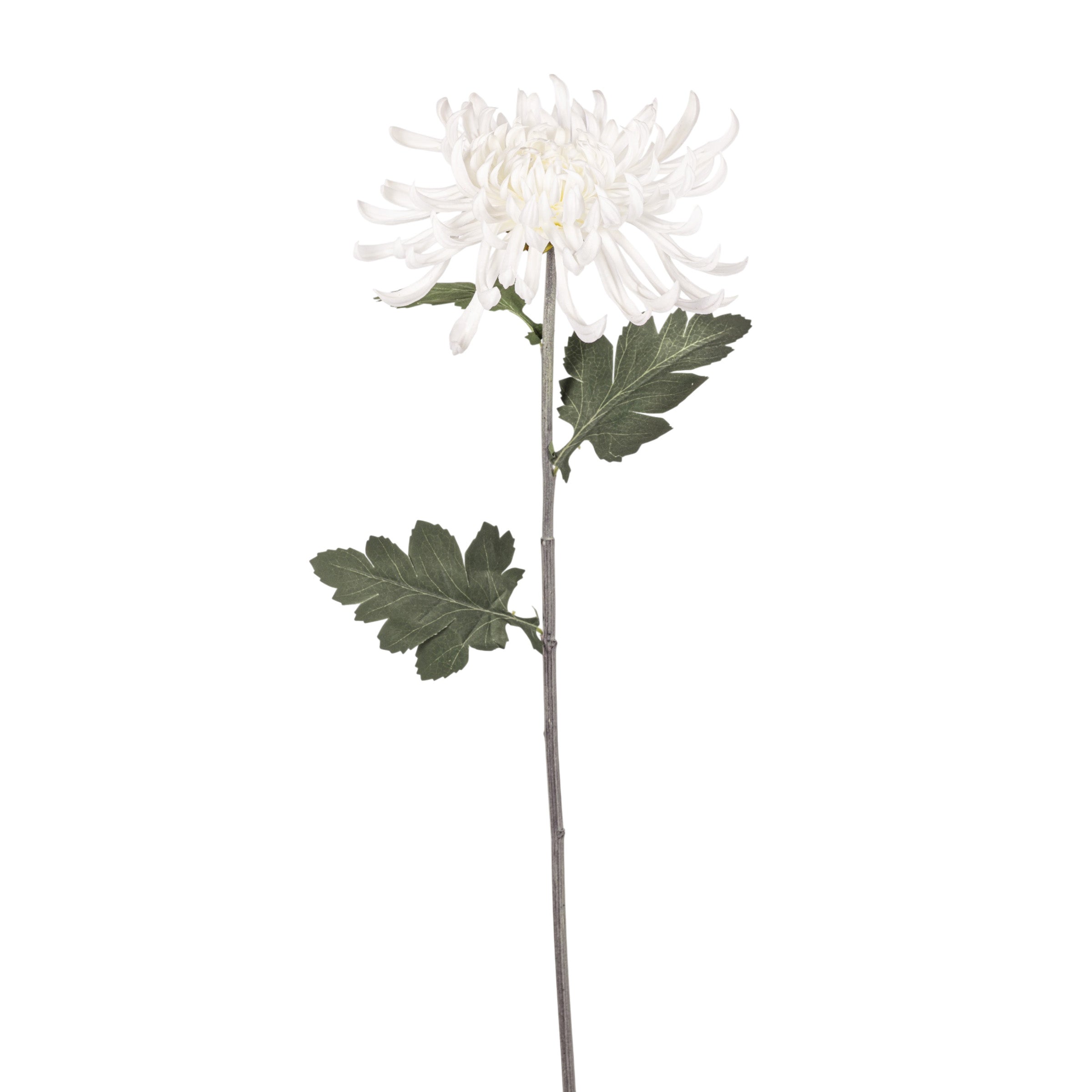 30" White Spider Mum Stem FL1110