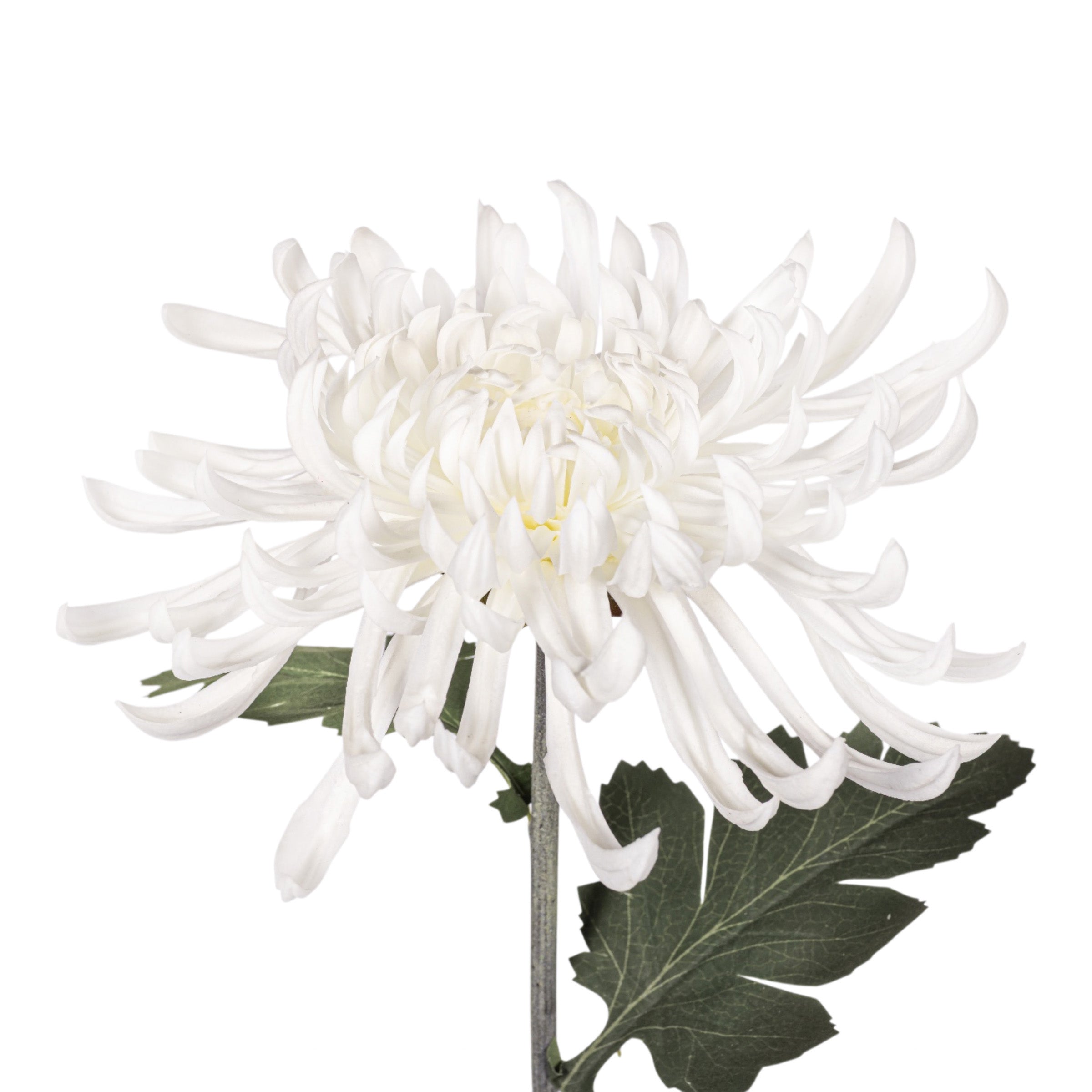 30" White Spider Mum Stem FL1110