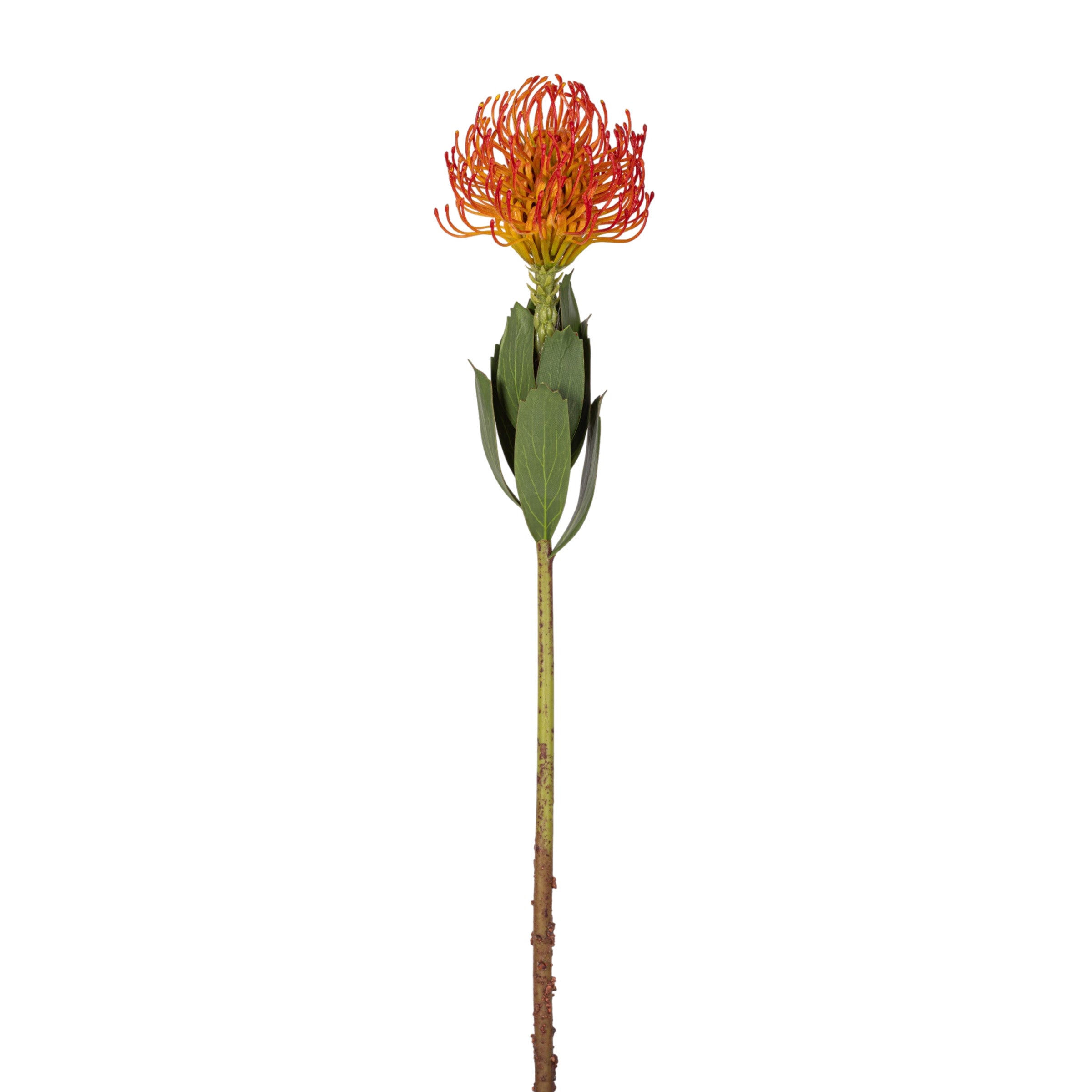 21" Red Protea Stem FL1126