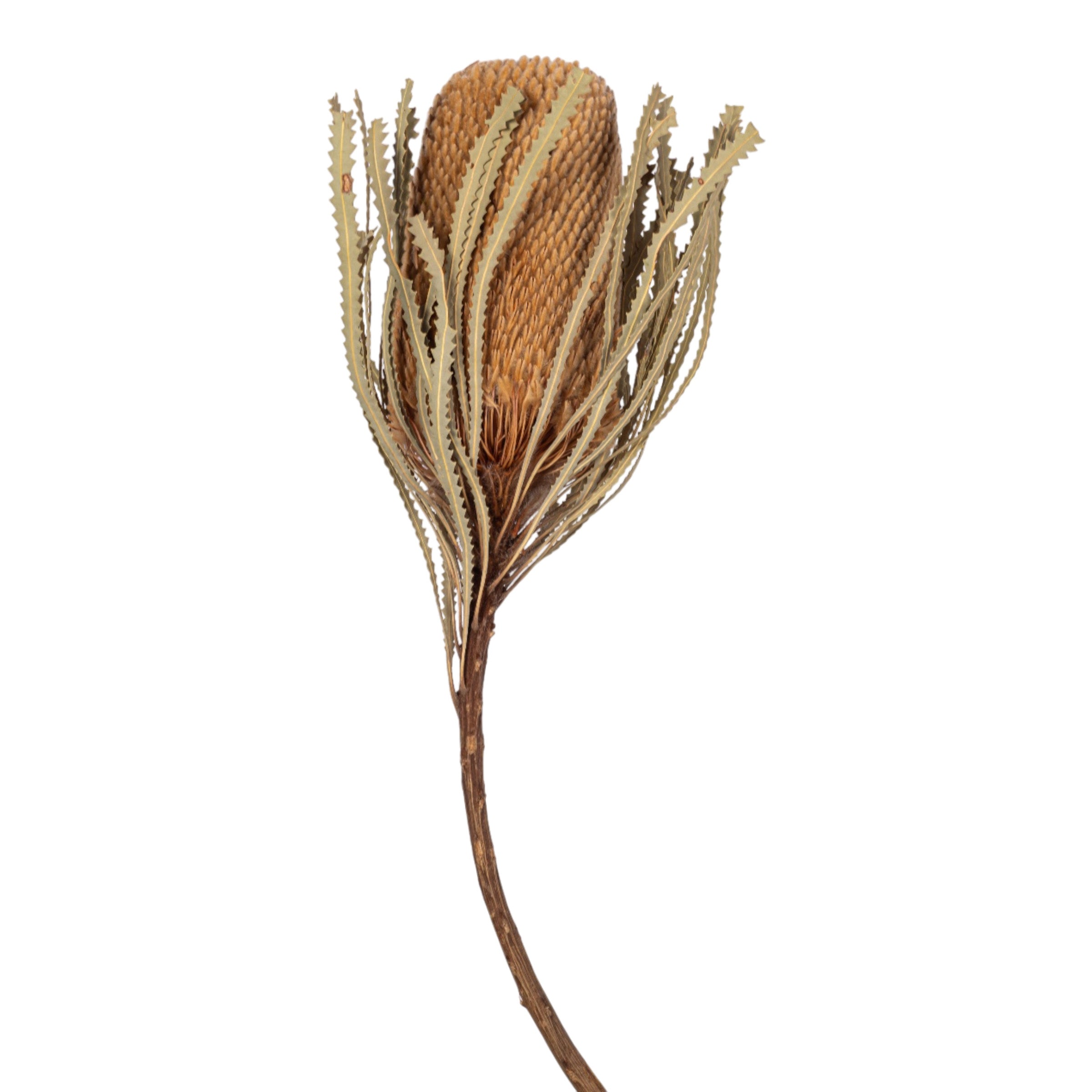 16" Dried Protea Stem FL1127