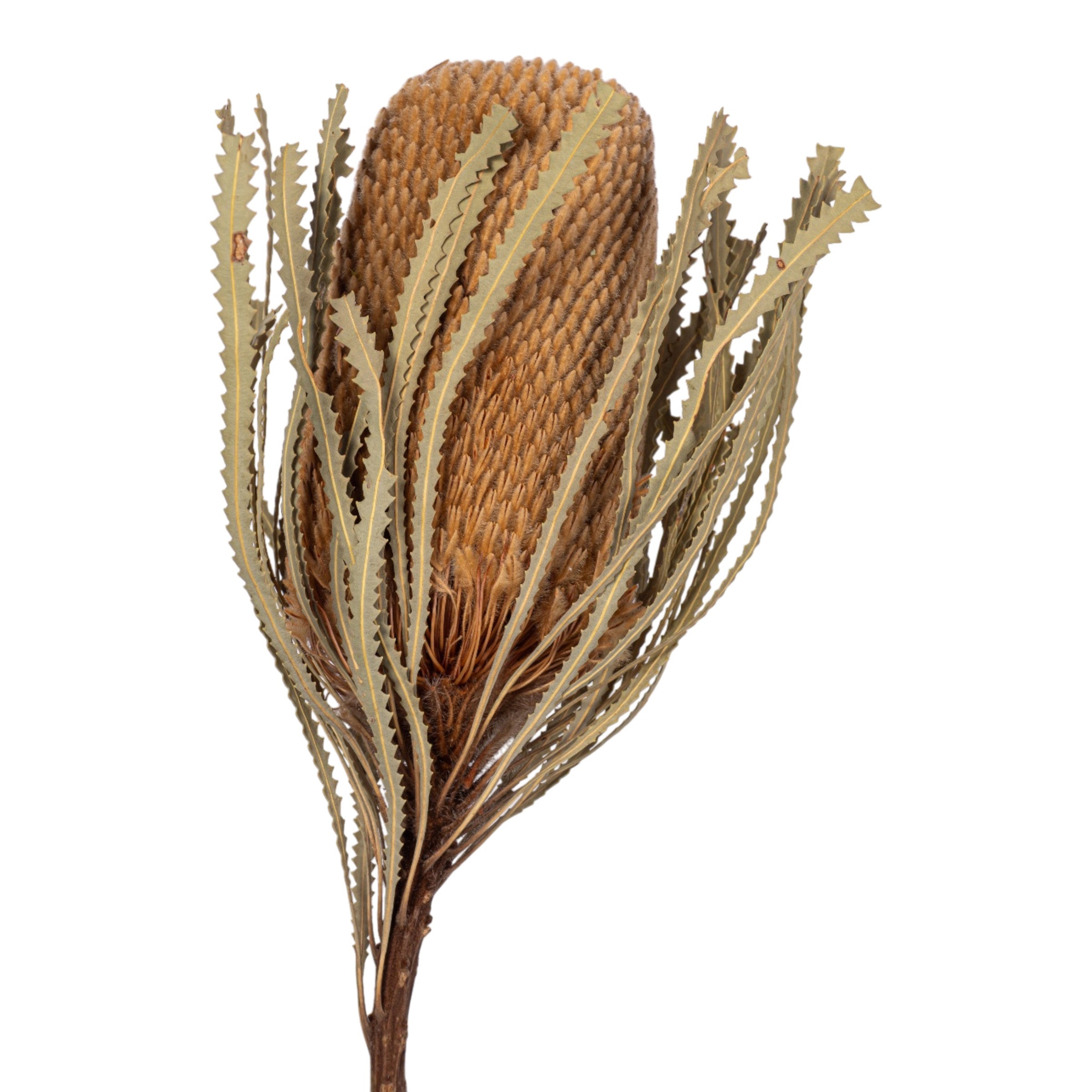 16" Dried Protea Stem FL1127