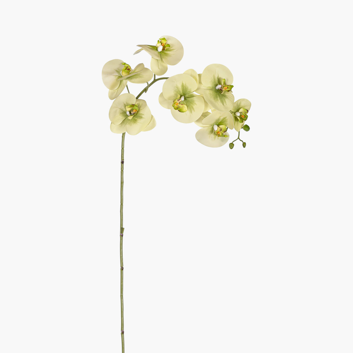 46" Real Touch Green Phalaenopsis Orchids   FL1147