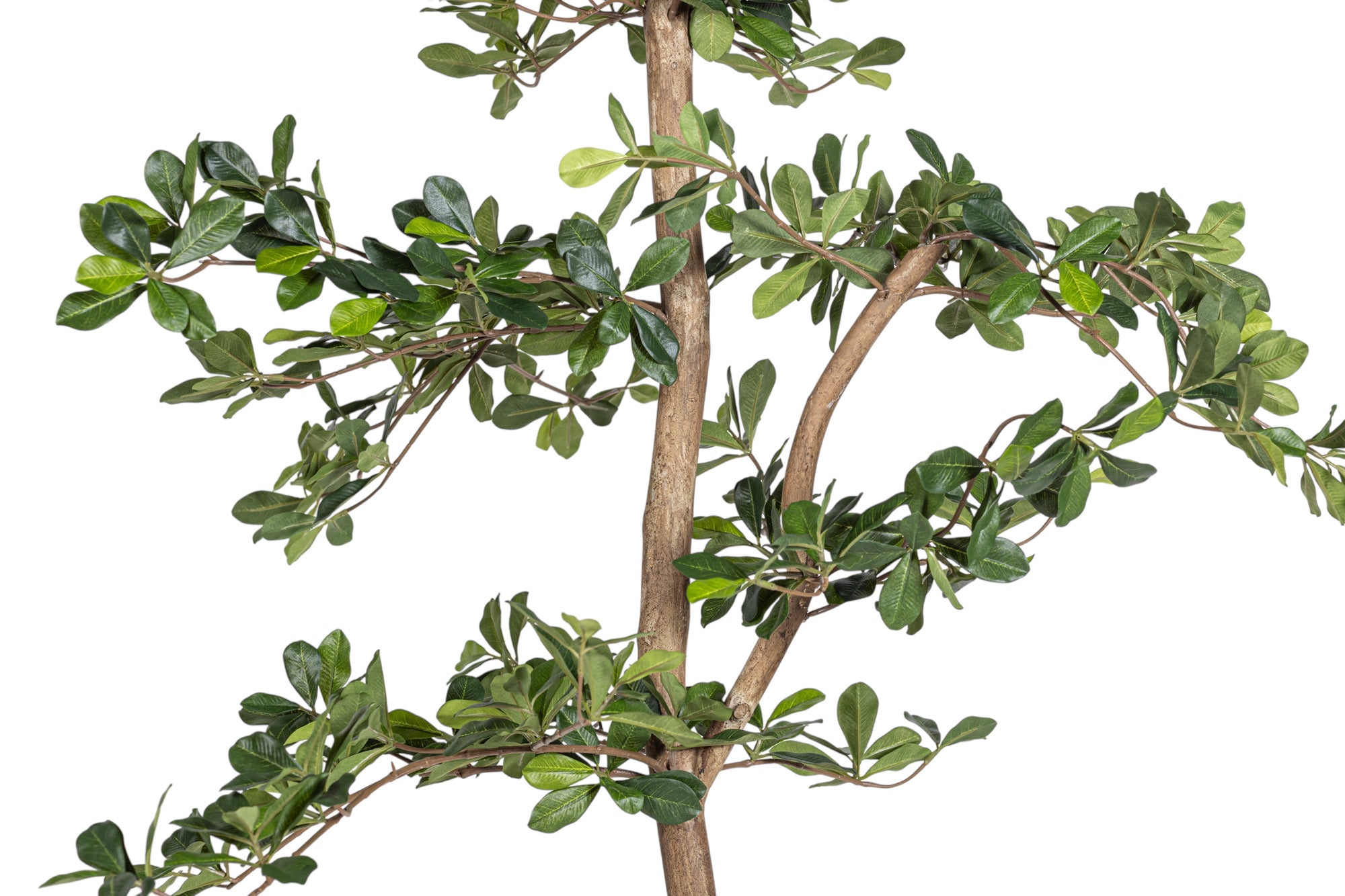 8' Black Olive Shady Lady Tree     FP1011