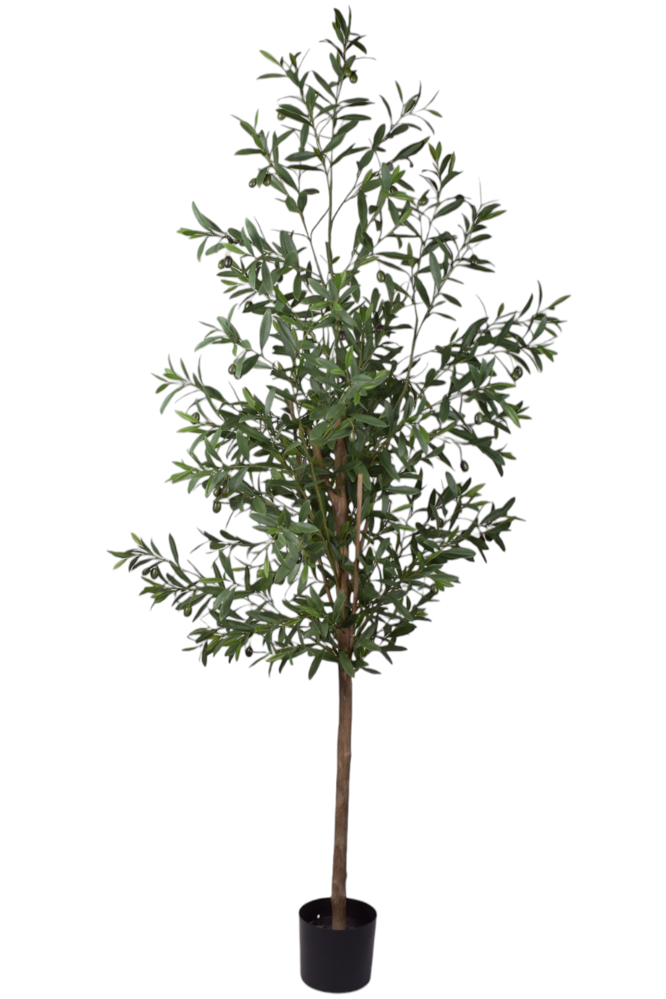 5' Olive Tree- UV Protected   FP1096UV