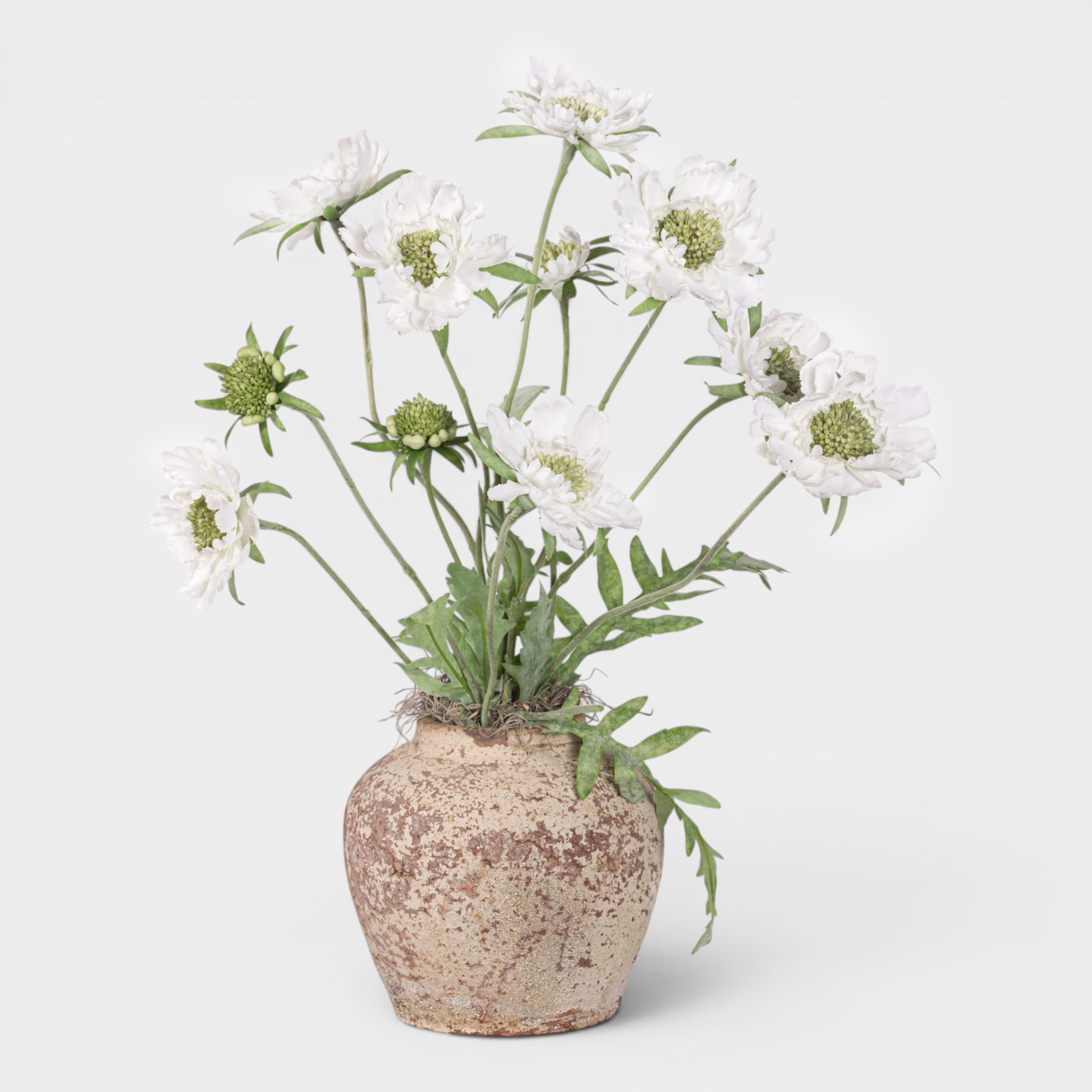 Haley Pot with Scabiosa Floral Arrangement AR1990