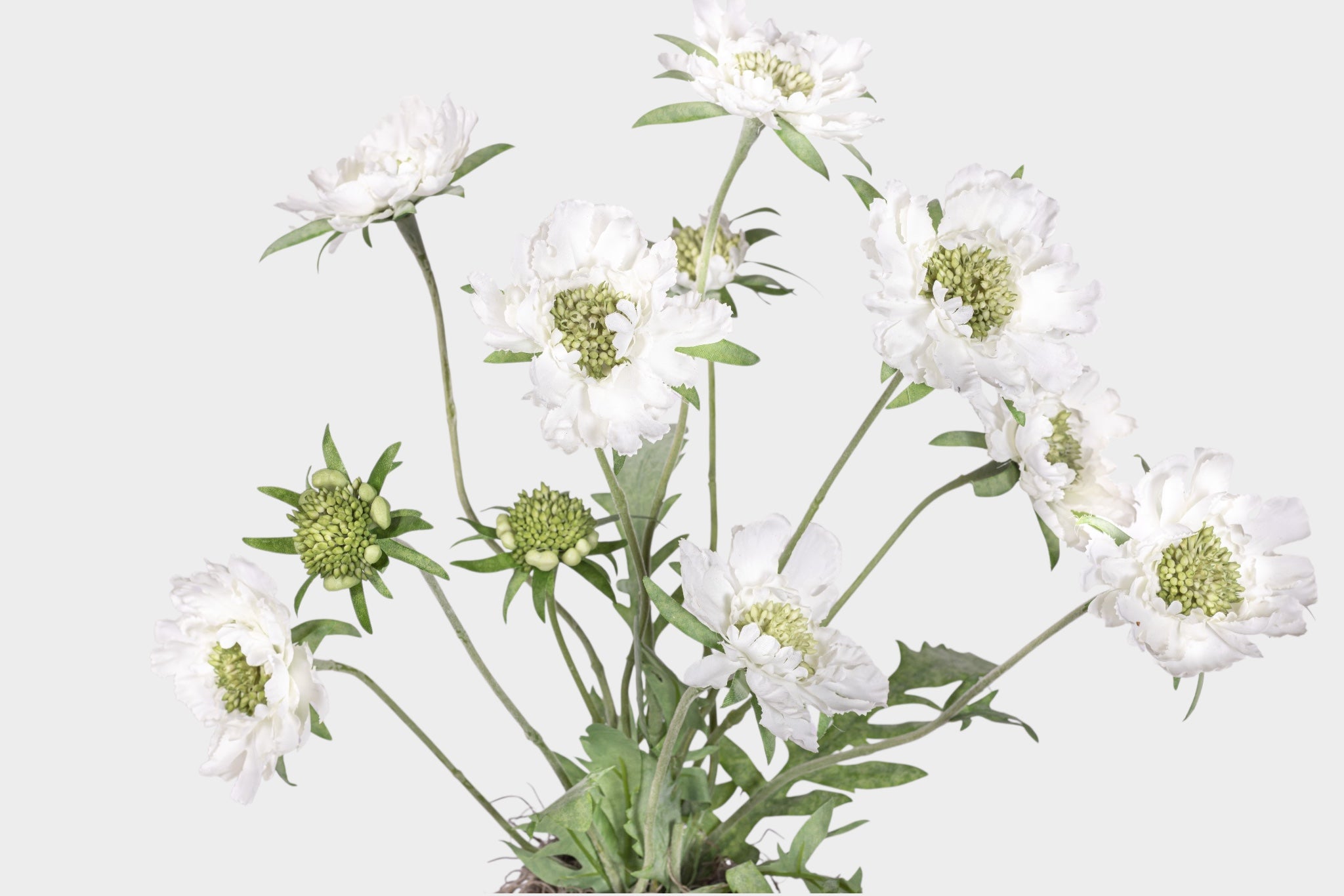 Haley Pot with Scabiosa Floral Arrangement AR1990