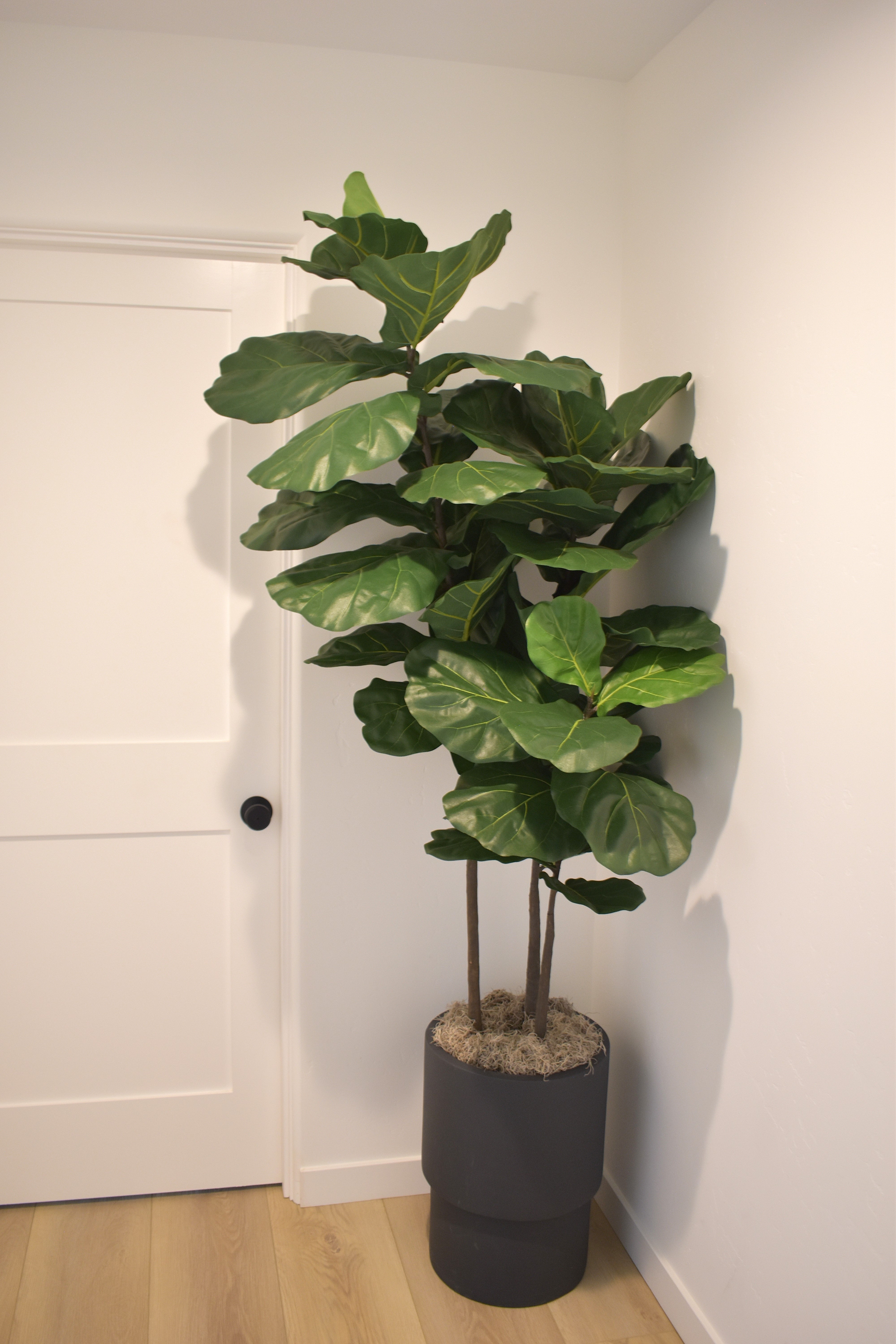 6.5’ Fiddle Leaf Fig Tree       FP1126