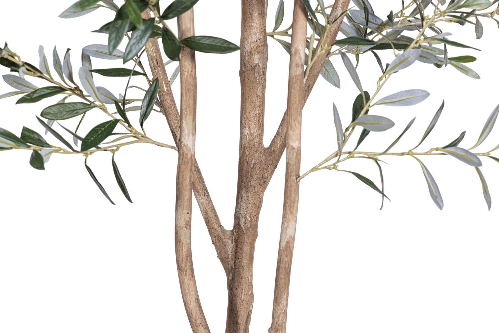 7' Olive Tree FP1141