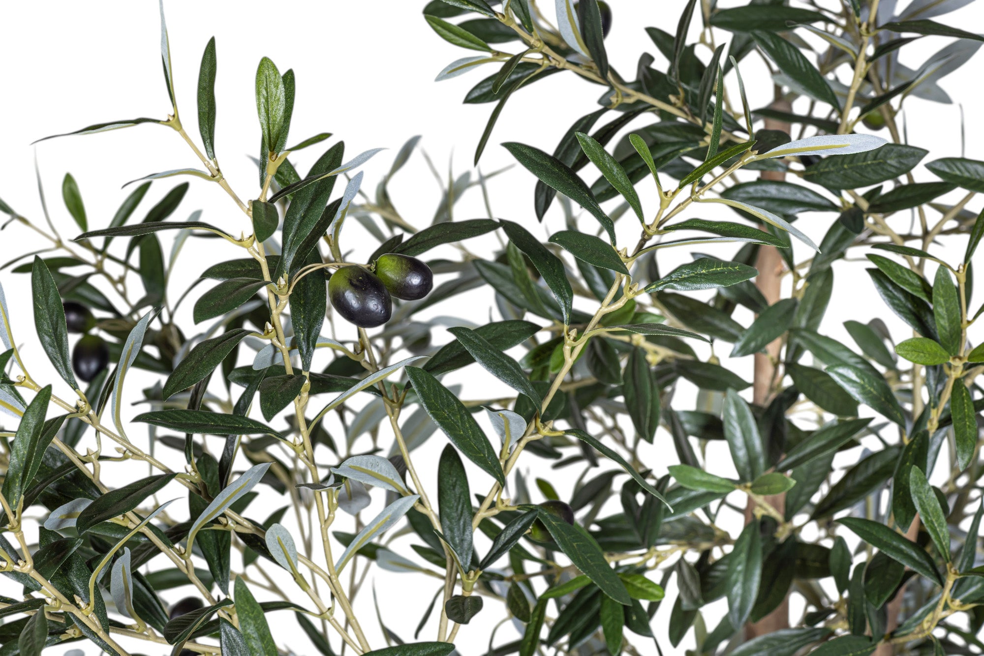 7' Olive Tree FP1141
