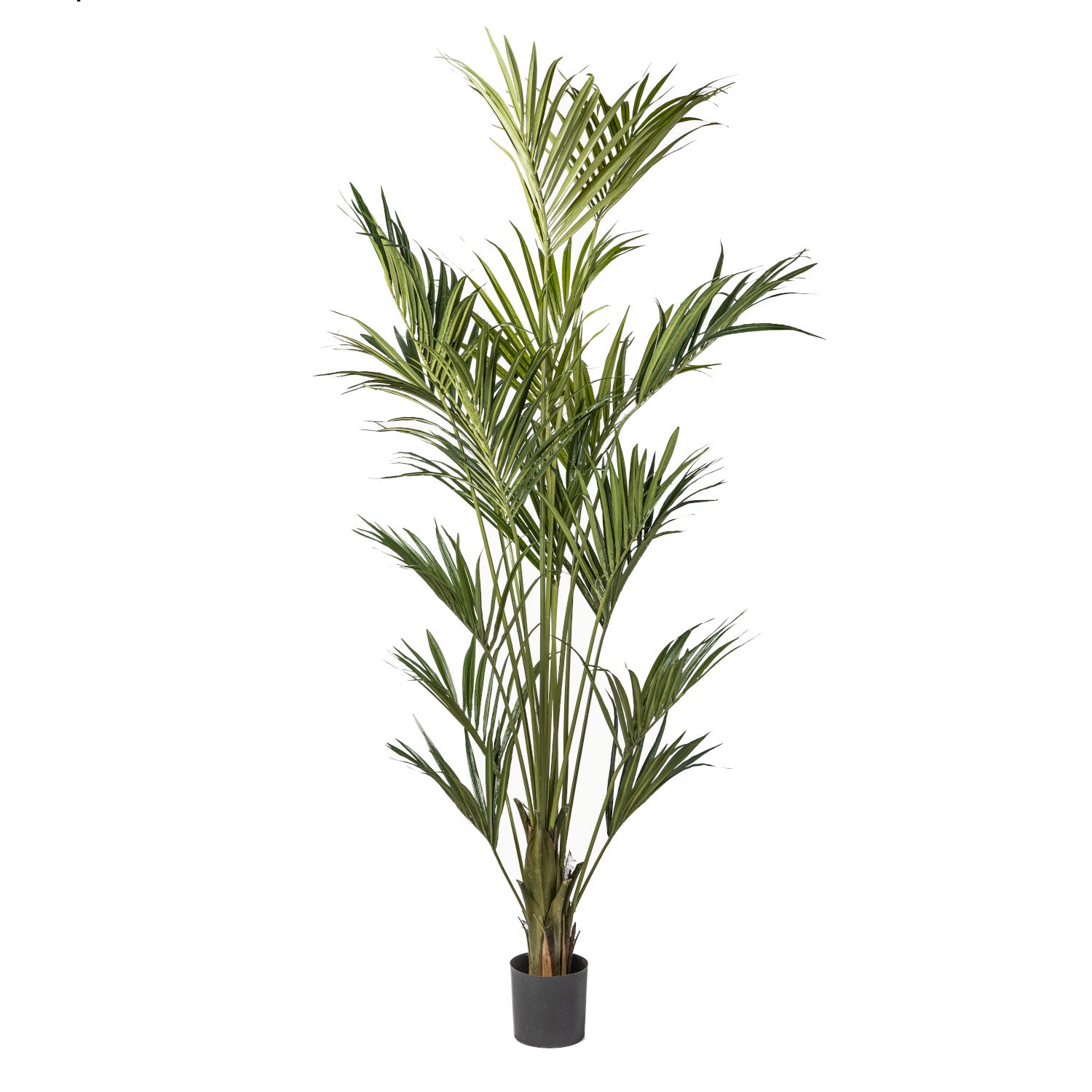 8’ Kentia Palm Tree with 290 Leaves      FP1174