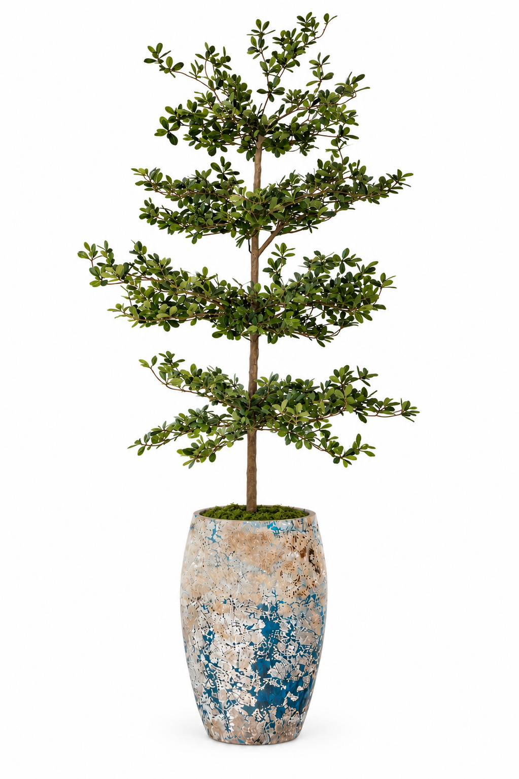 8' Shady Lady Tree in Argos Planter PC1412CN1373LG