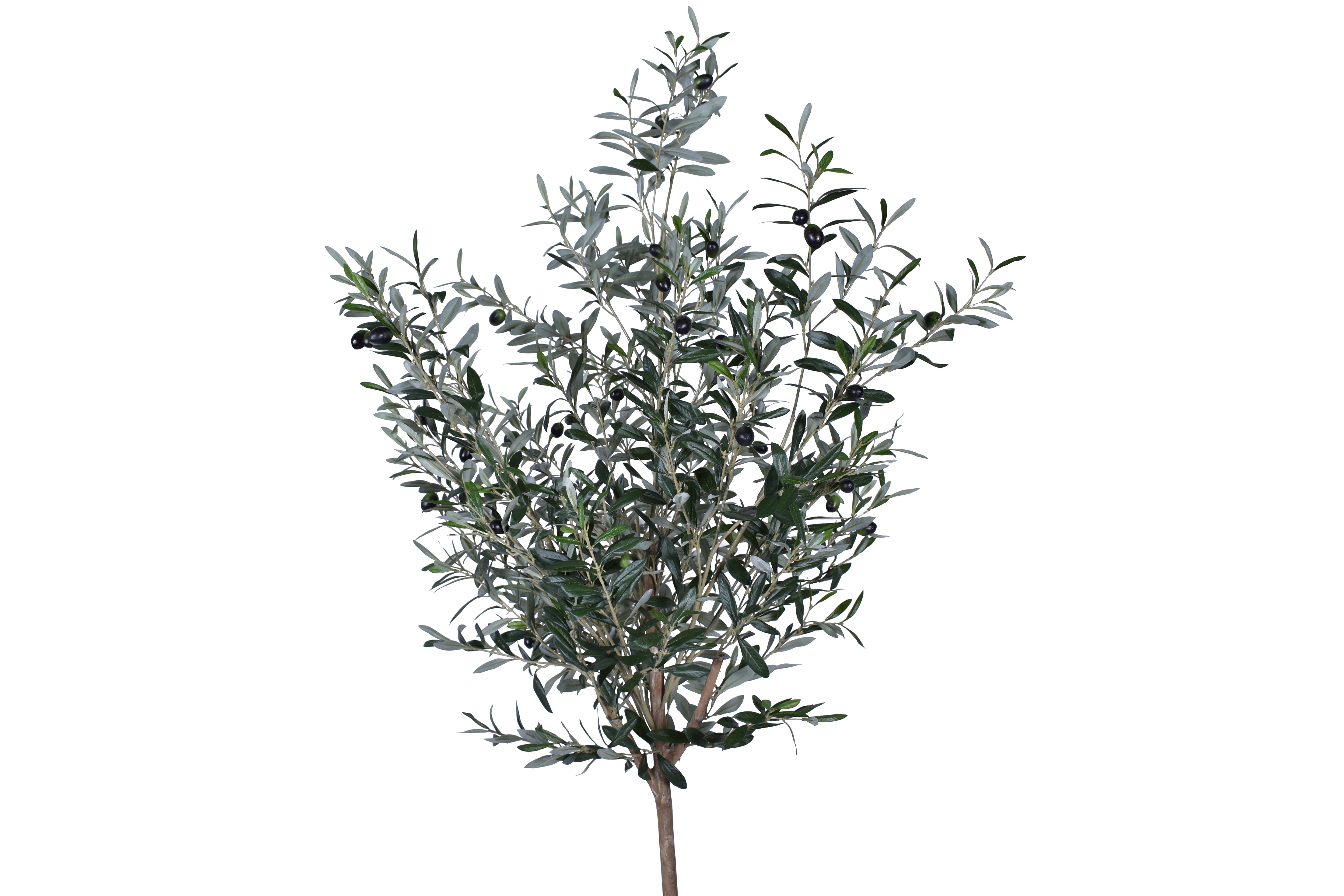 7.5' Olive Tree    FP1248