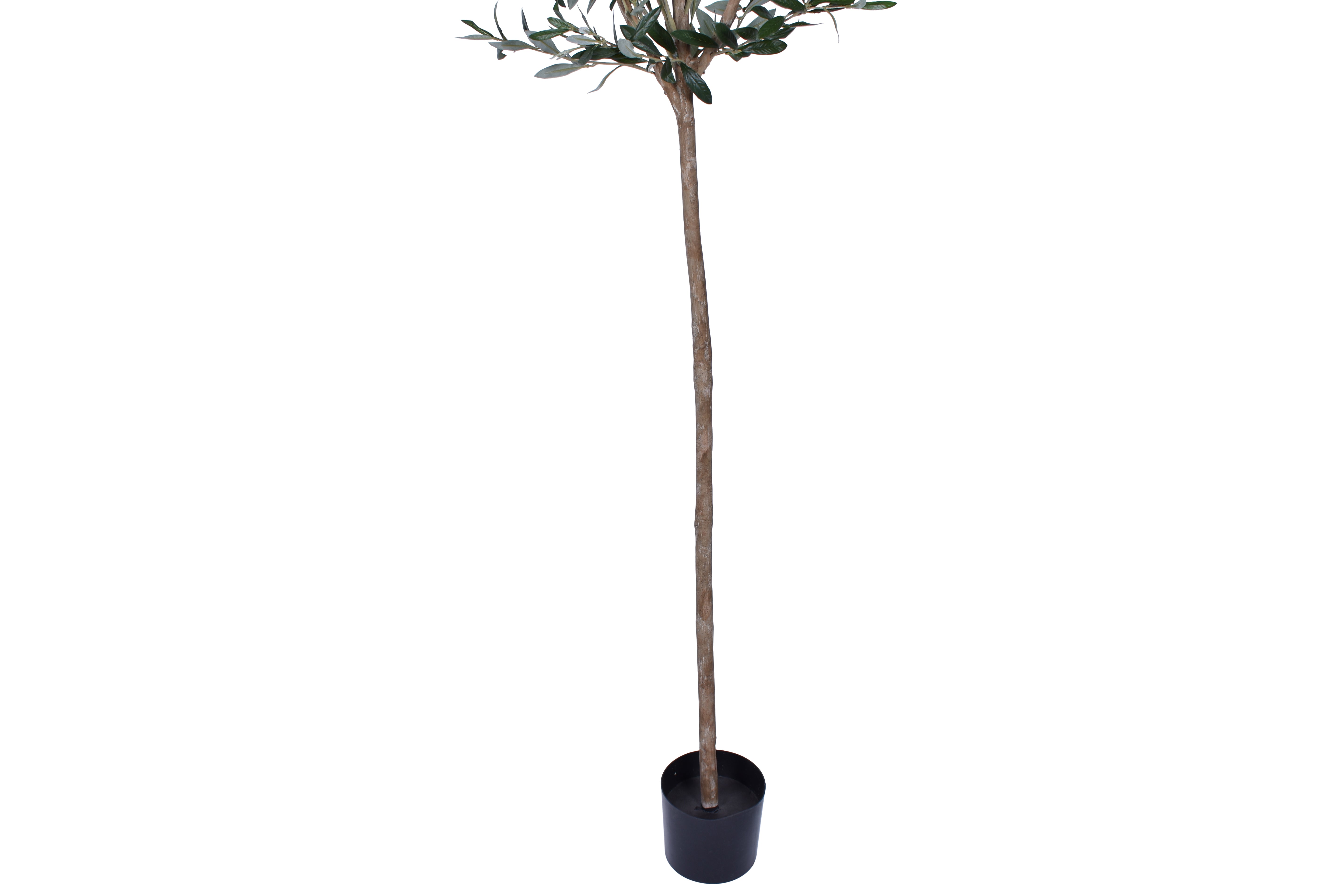 7.5' Olive Tree    FP1248