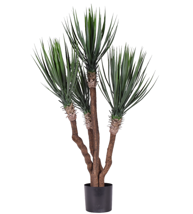 55" Yucca Rostrata Plant   FP1261