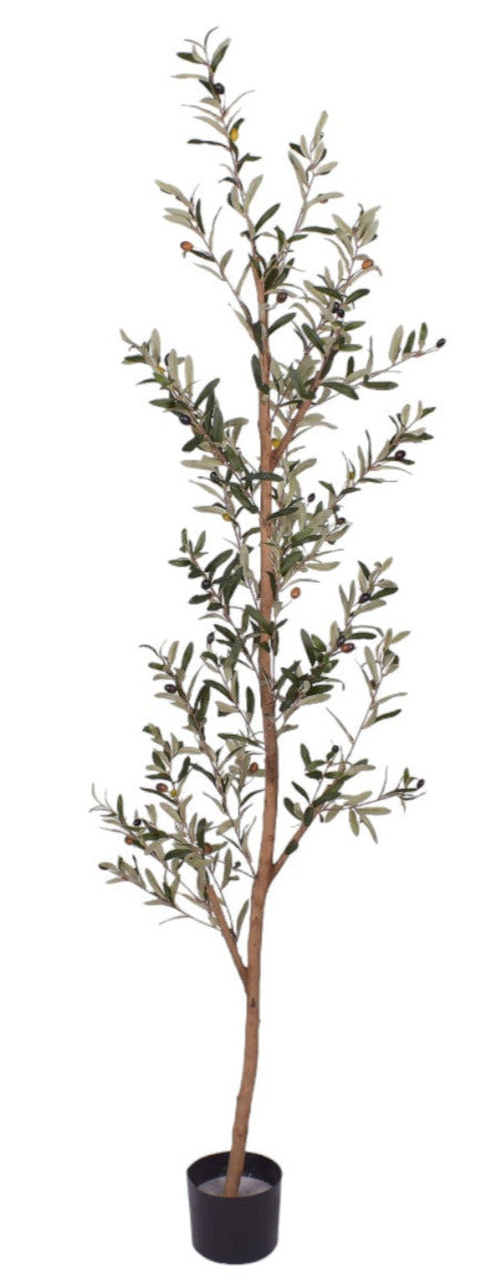 6’ UV Protected Thin Olive Tree   FP1272UV