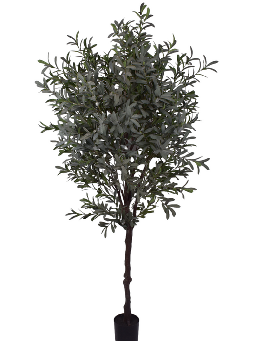 7’ Olive Tree   FP1280