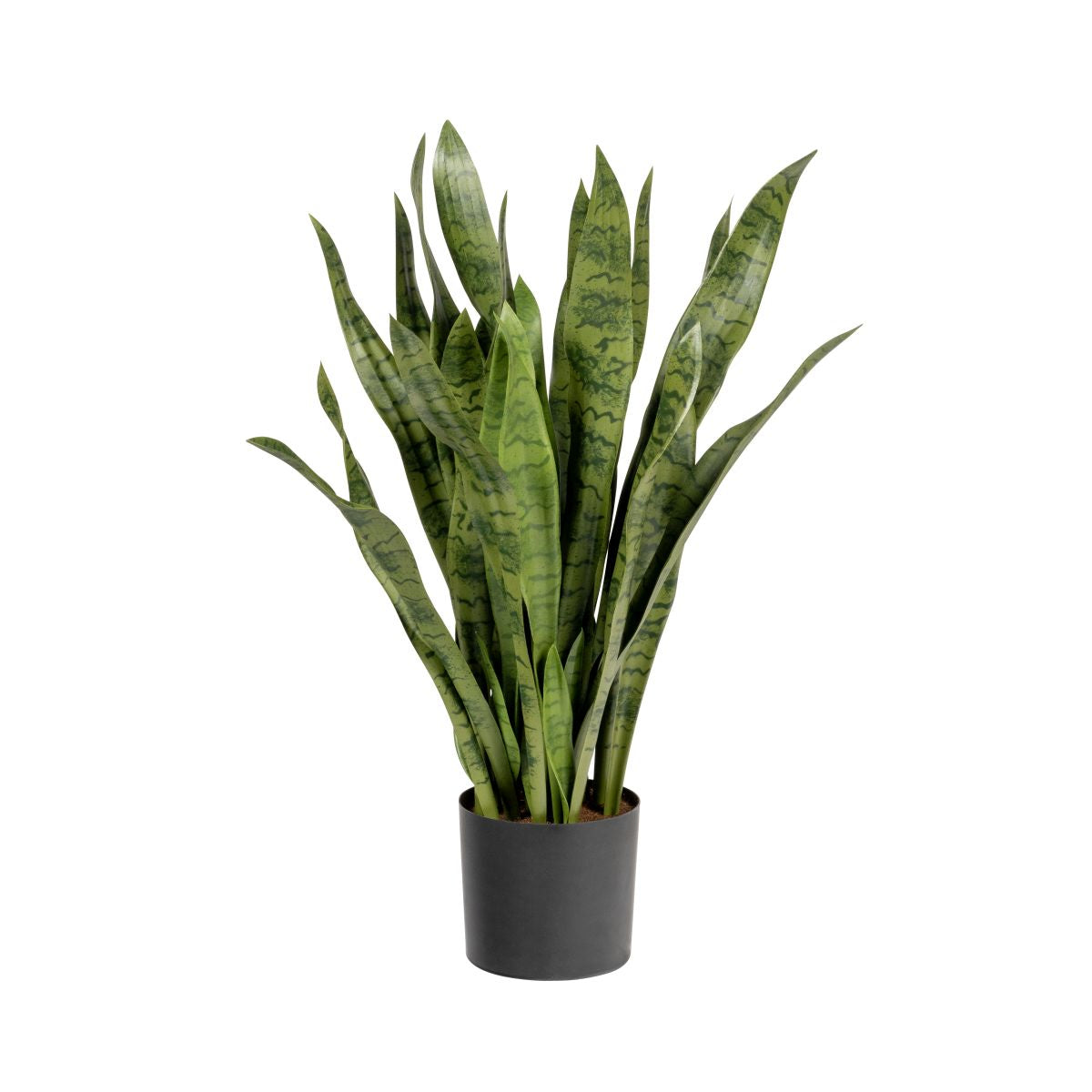 3' Snake Plant      FP1282