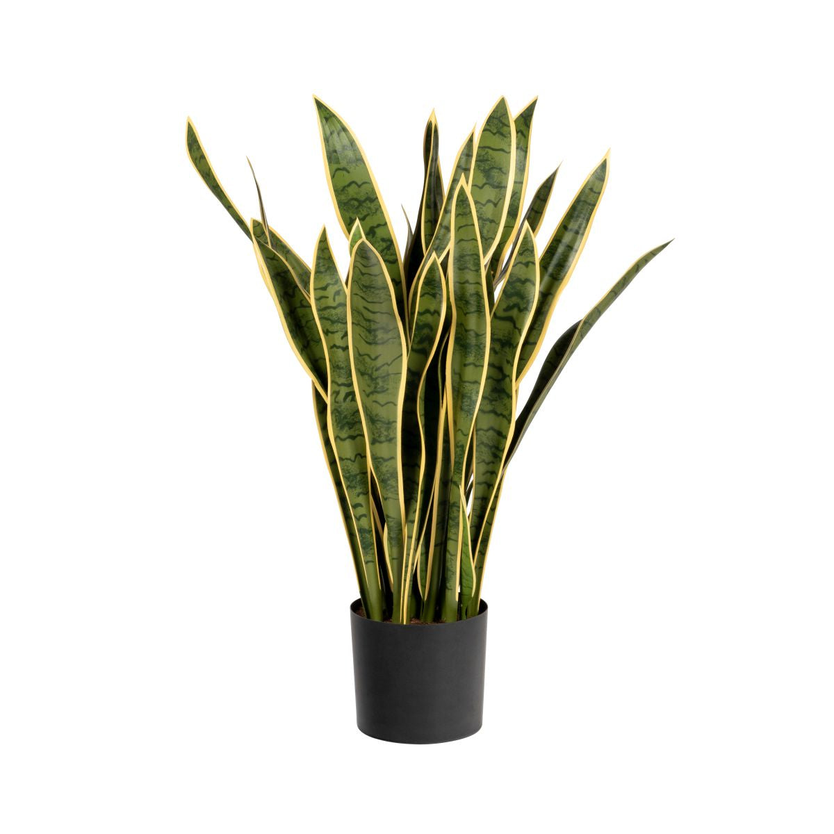 3' Snake Plant- Yellow     FP1283