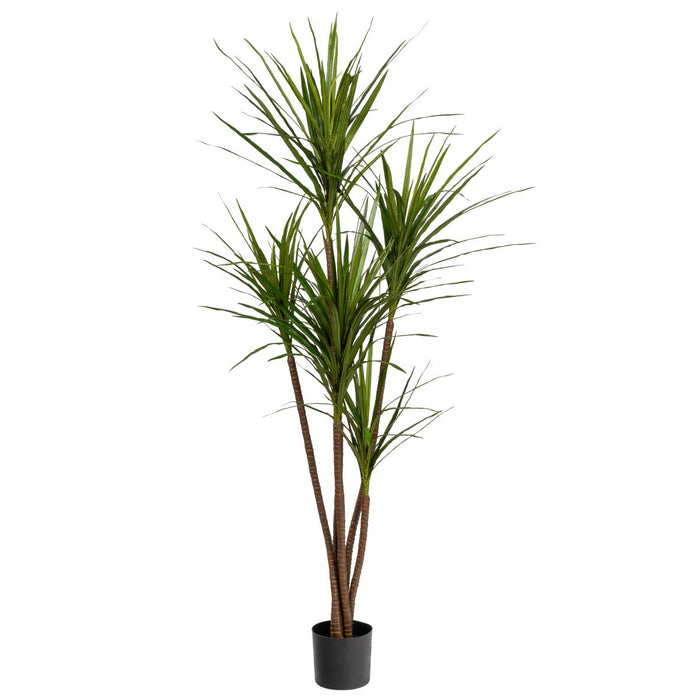 6' Dracaena Magenta Tree- UV Protected   FP1285