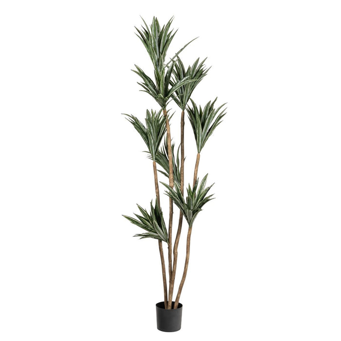 7' Dracaena Tree- UV Treated     FP1286