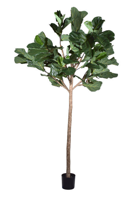 11' Giant Fiddle Leaf Fig Tree- UV Protected       FP1289